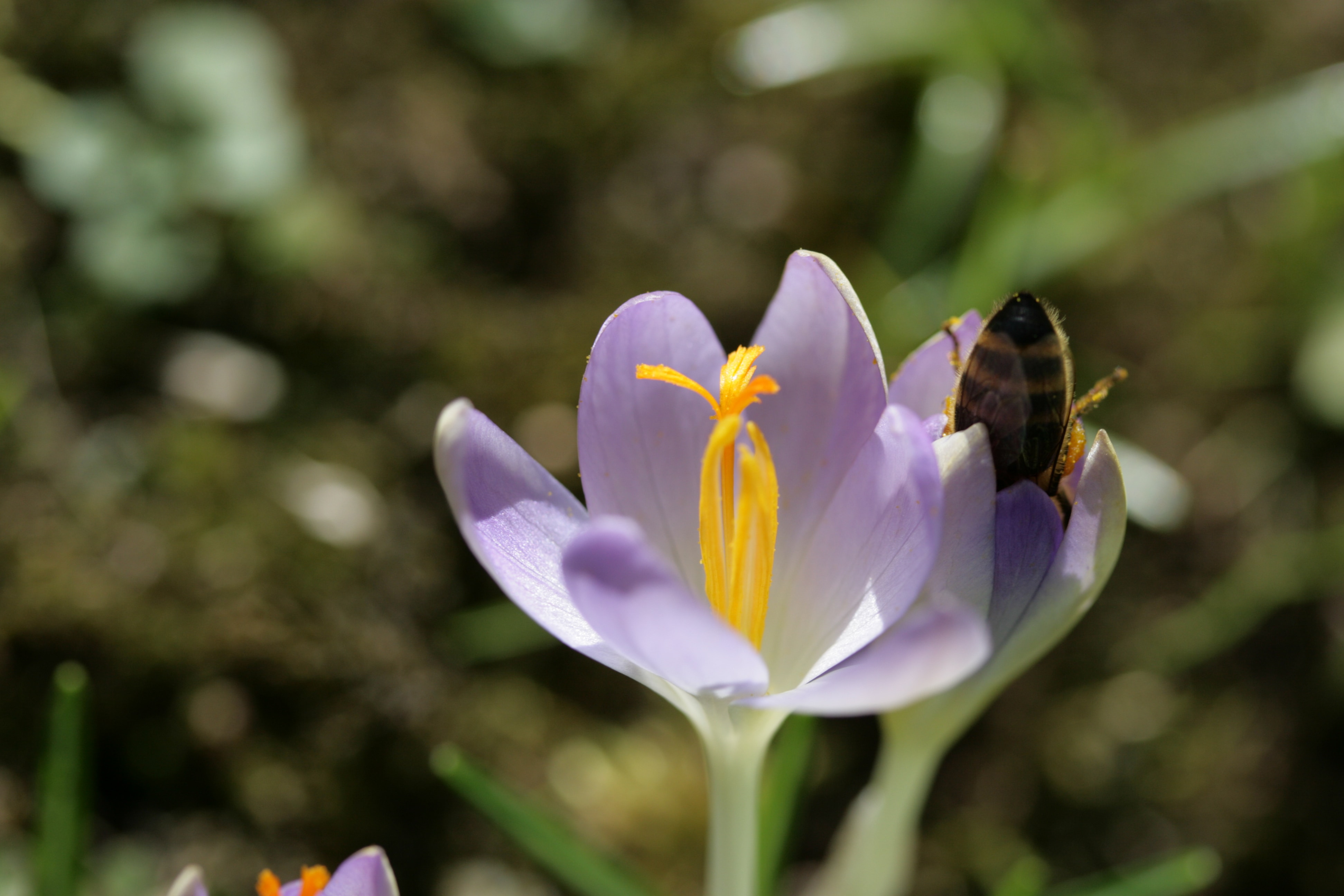 Une abeille bien gourmande dans un crocus © Joachim Schnurle