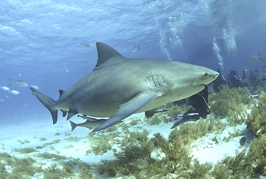 Un requin bouledogue, avec des plongeurs. (photo Wikipédia)