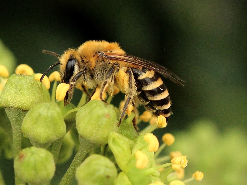 Femelle en pleine récolte de pollen 