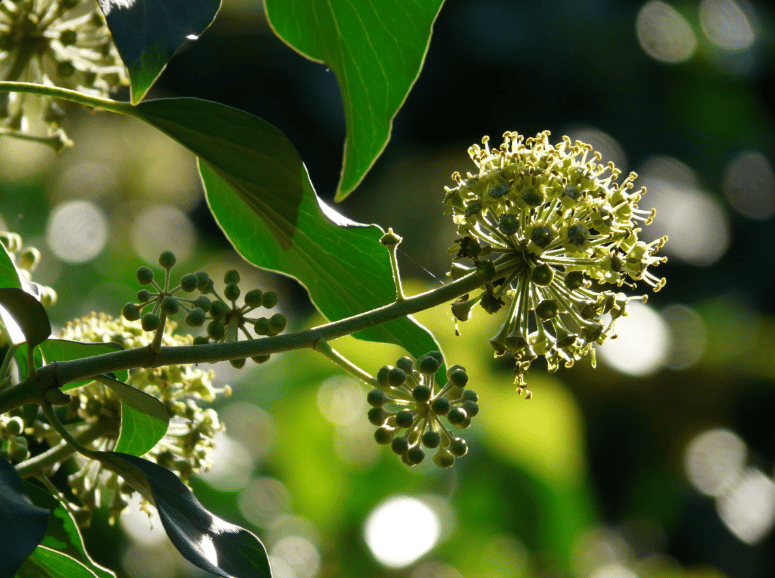 En ce moment le lierre est en fleurs 