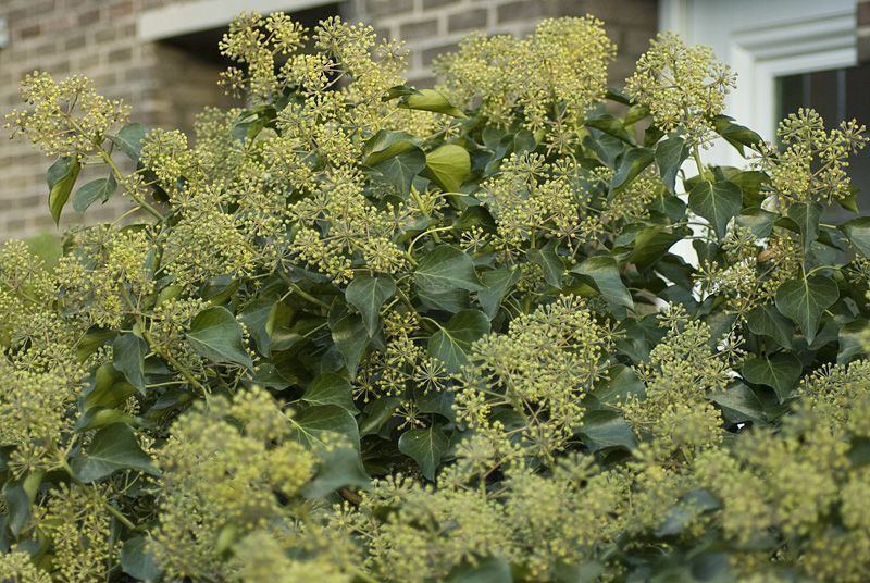 La floraison du lierre est très très généreuse 