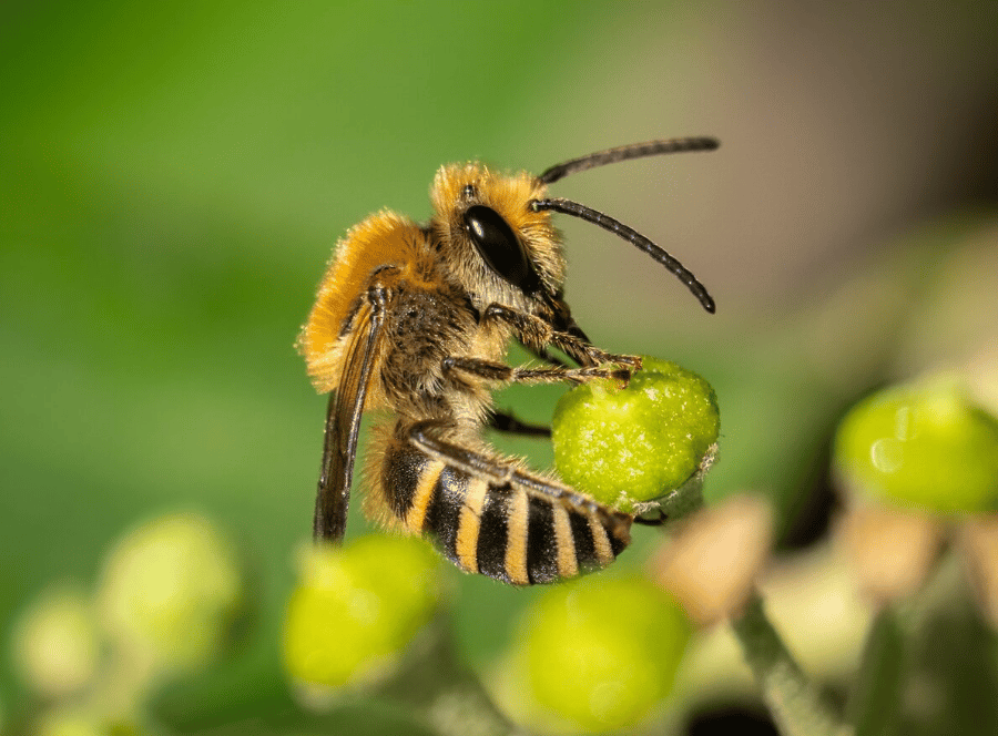 Collète du lierre (Colletes hederae) 