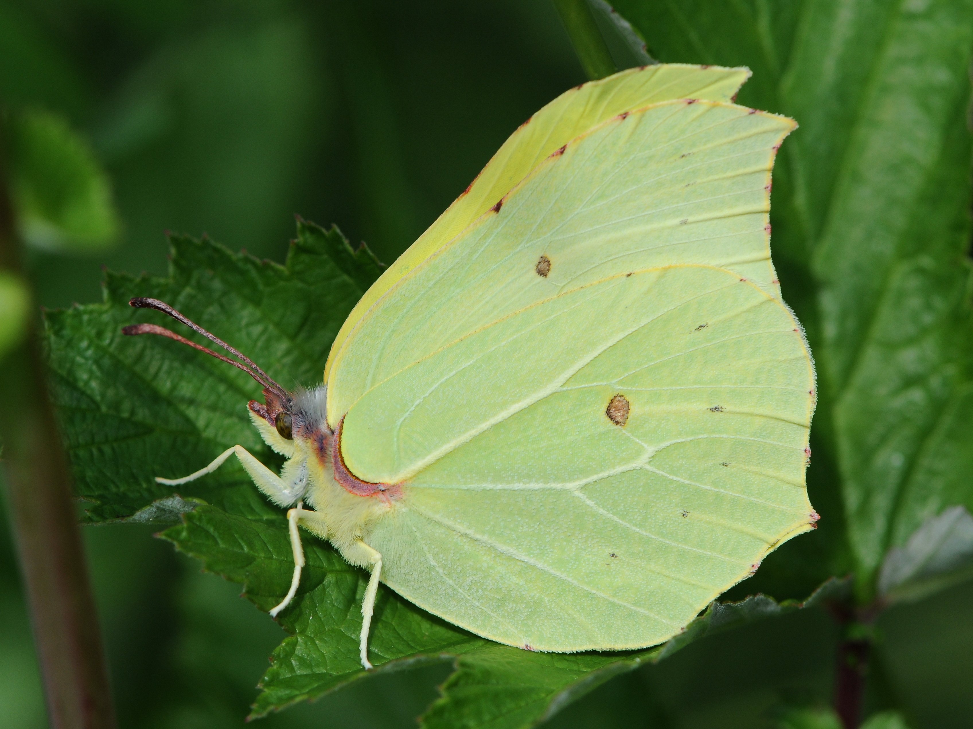 Le magnifique papillon citron  © Böhringer Friedrich 
