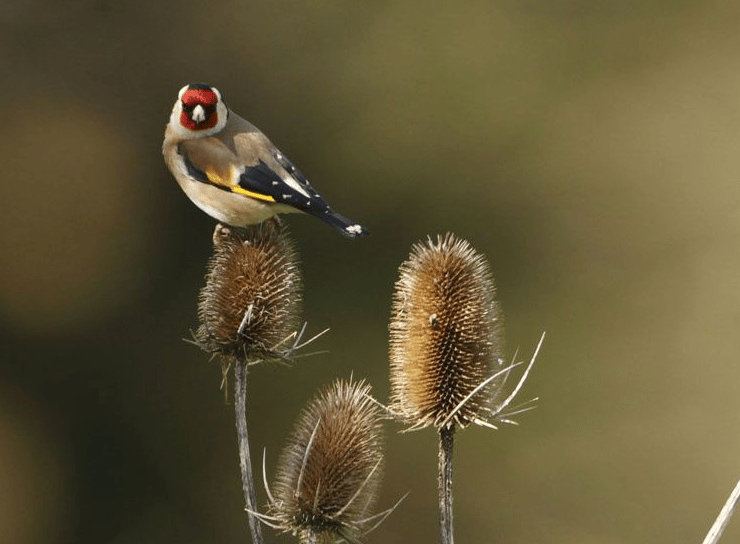 Le magnifique chardonneret élégant sur la cardère, une plante du kit (ma préférée)