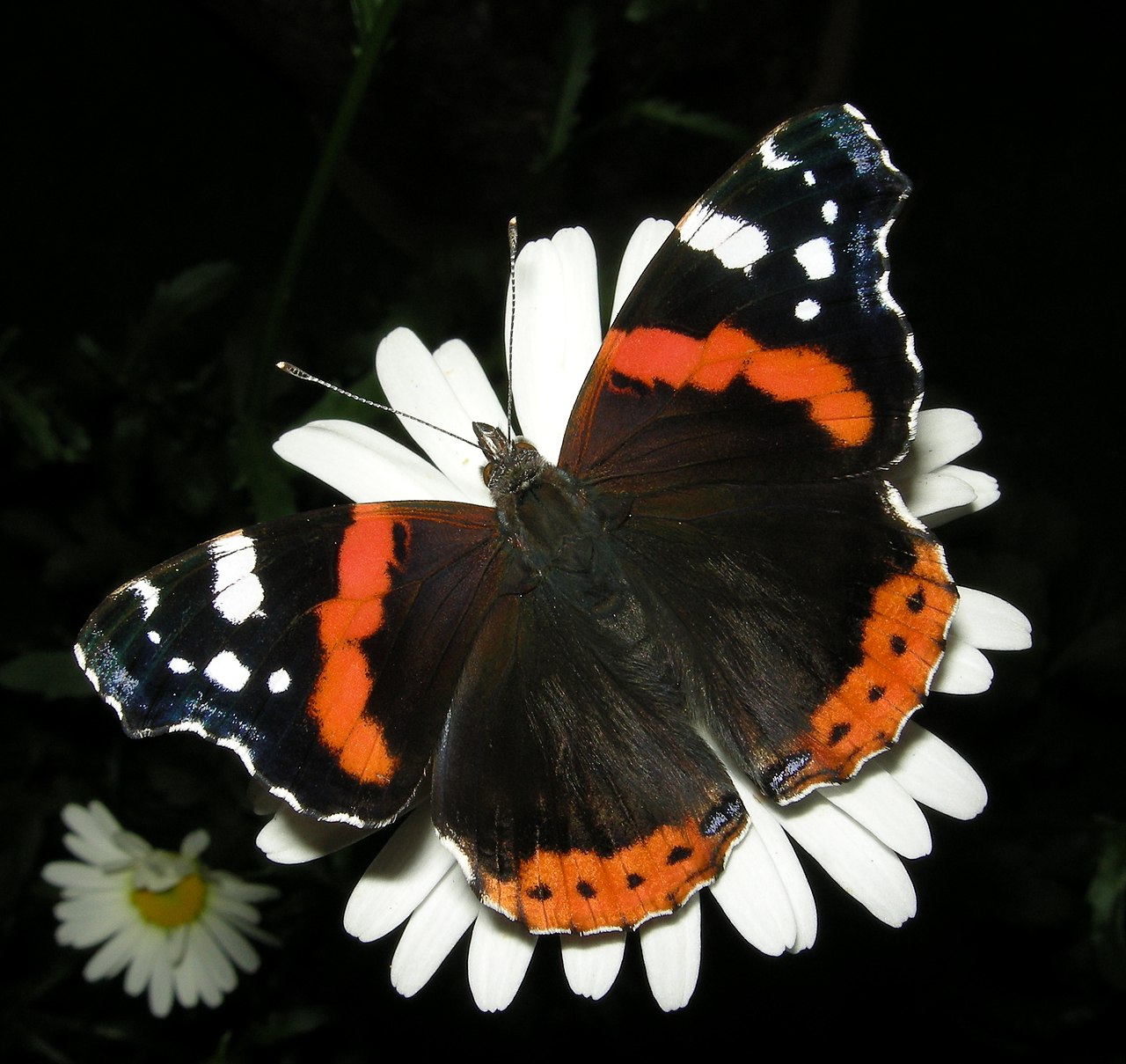 Vulcain sur une marguerite © Thomas Bresson