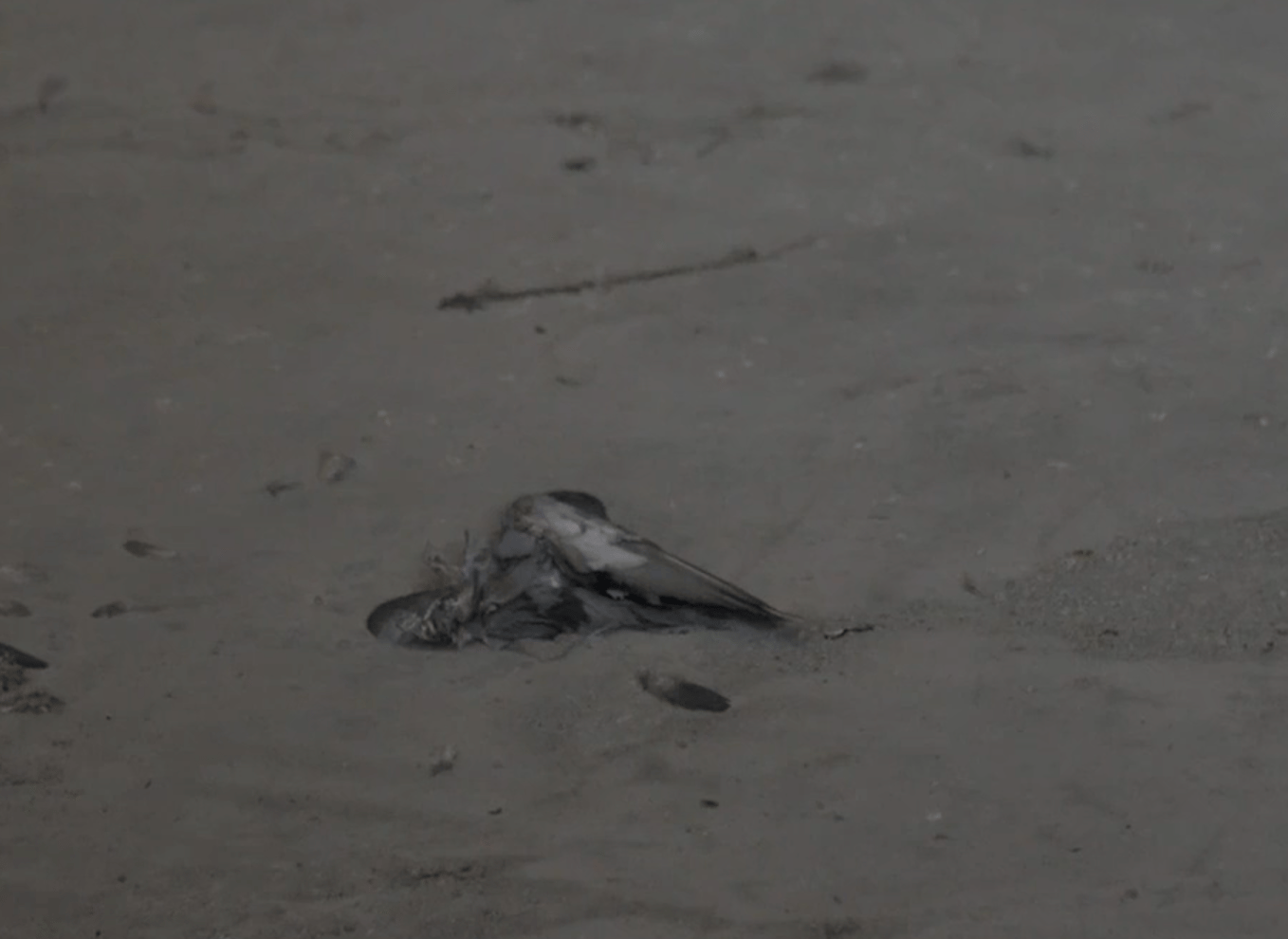 Un oiseau mort dans le stock d'ammonitrate, ce qui est strictement interdit, car l'engrais entreposé ne doit pas entrer en contact avec de la matière organique.