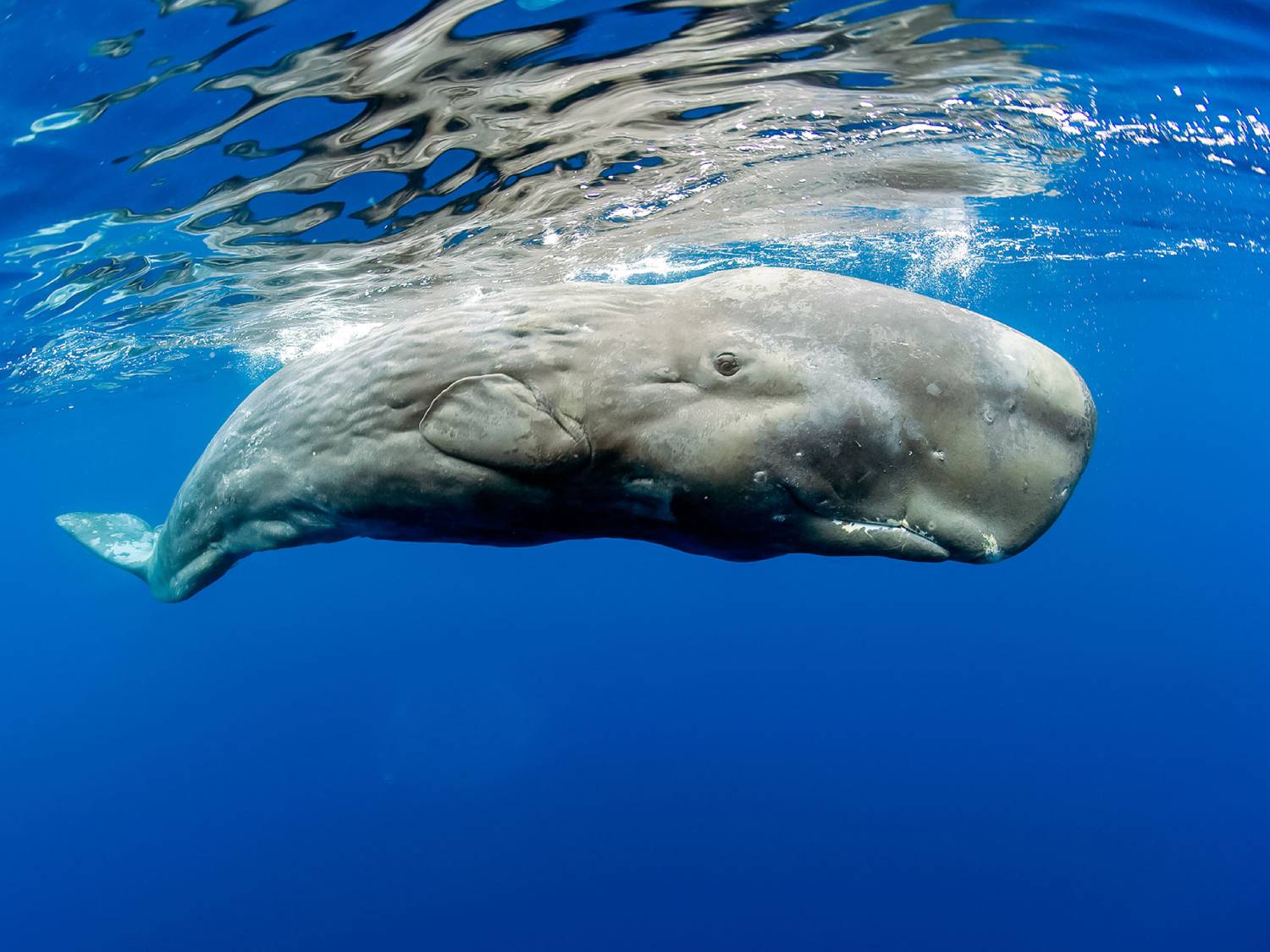 Un cachalot. (Photo : animauxmarins.fr)