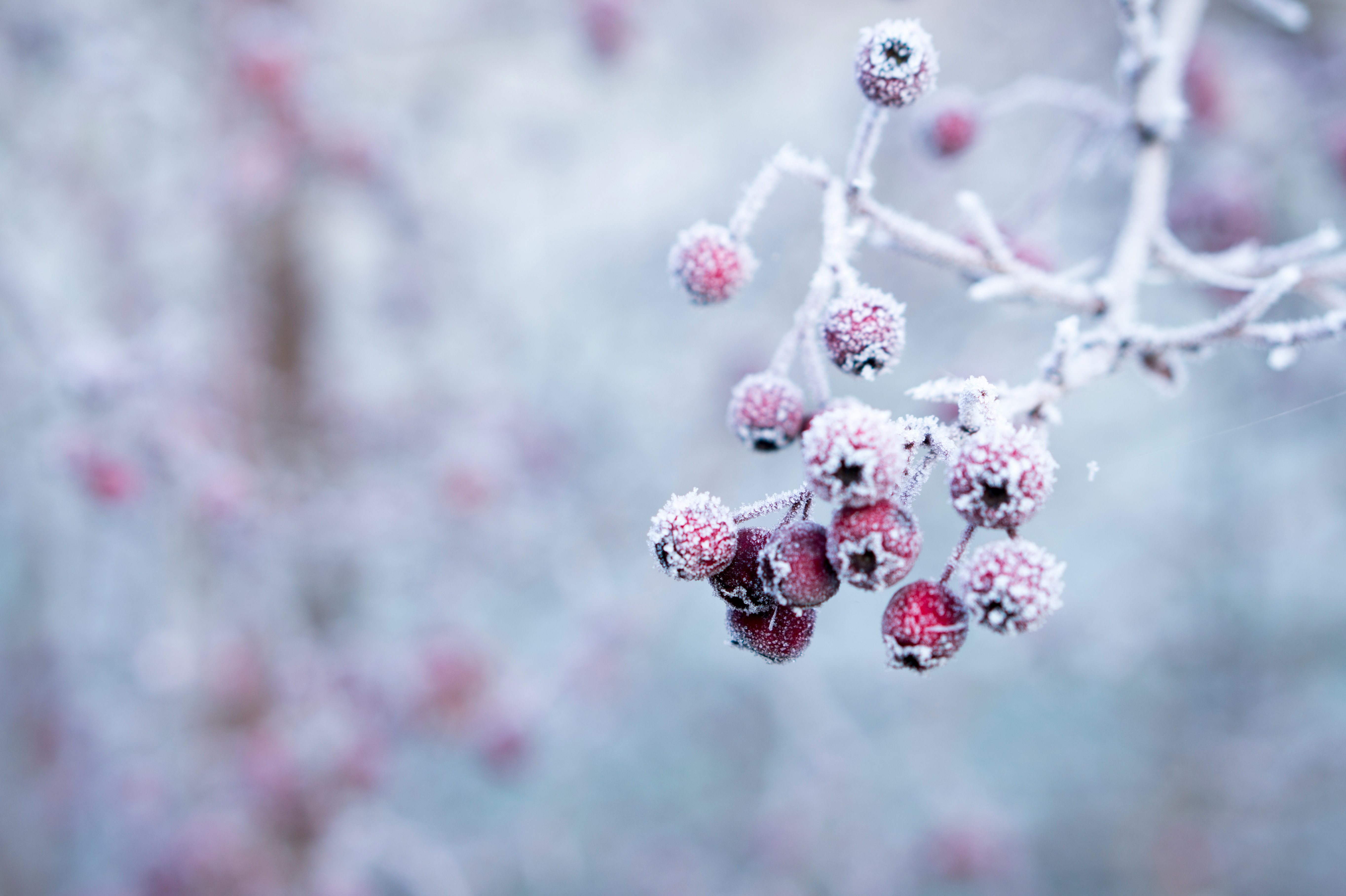 Le givre envahit les jardins © Galina N