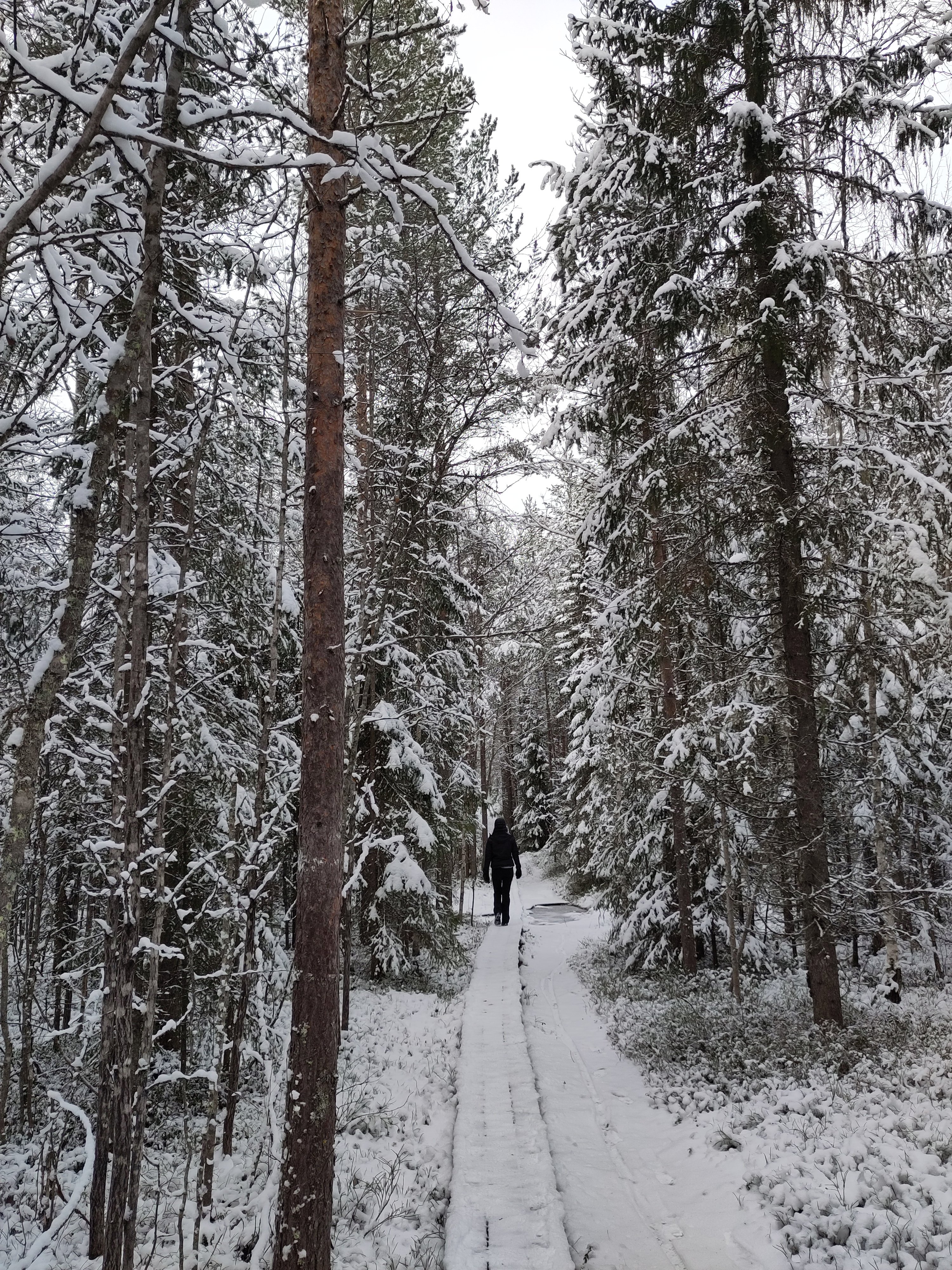 randonnée en forêt
