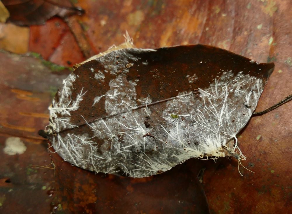 Mycelium de champignon colonisant une feuille morte 