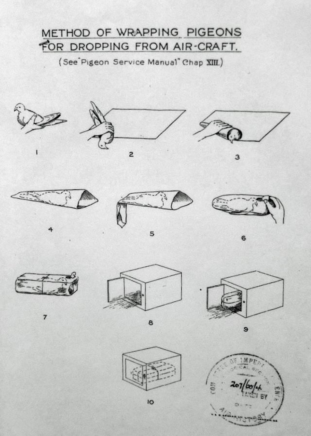 Pigeon Service Manual, Air Ministry, 1919