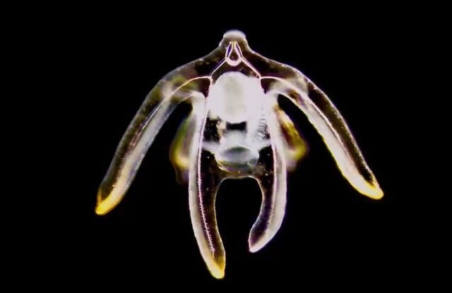 Plancton de la baie de Santander, spécimen échantillonné par Rafael Martin Ledo
