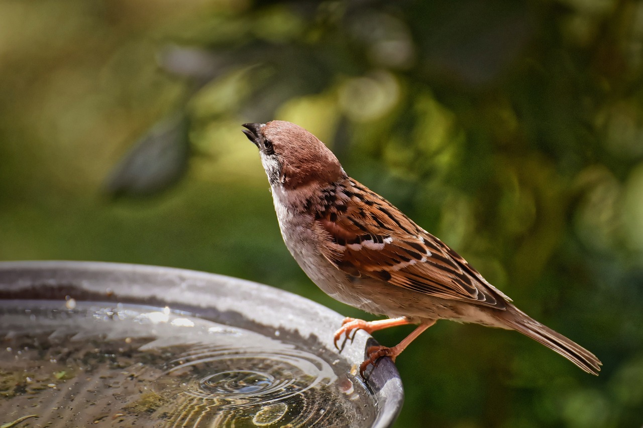 Moineau profitant d'un abreuvoir dégelé 