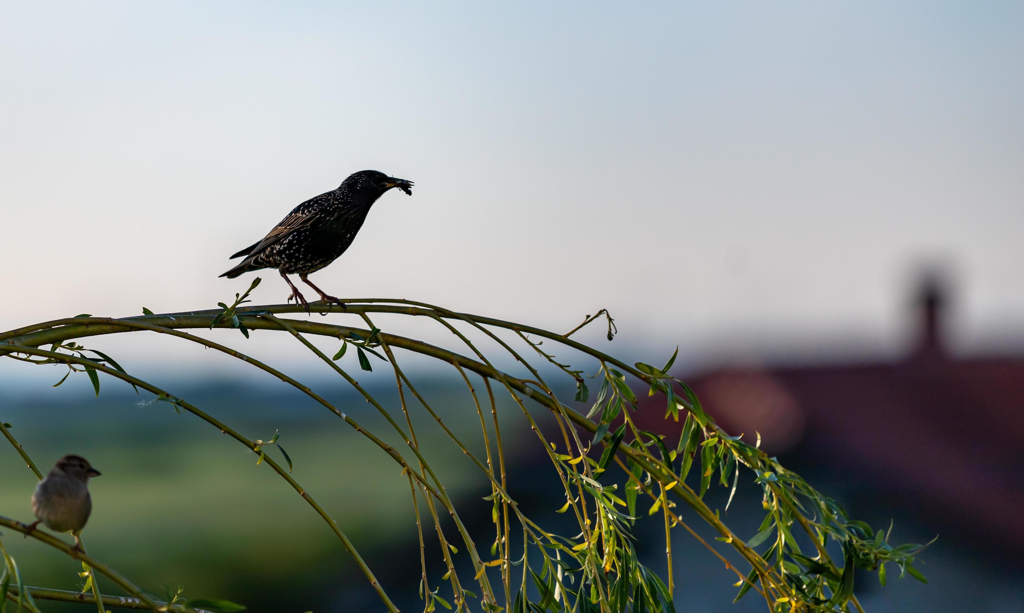 Au printemps, les insectes sont de retour. C'est le moment parfait pour lancer la saison de reproduction. 