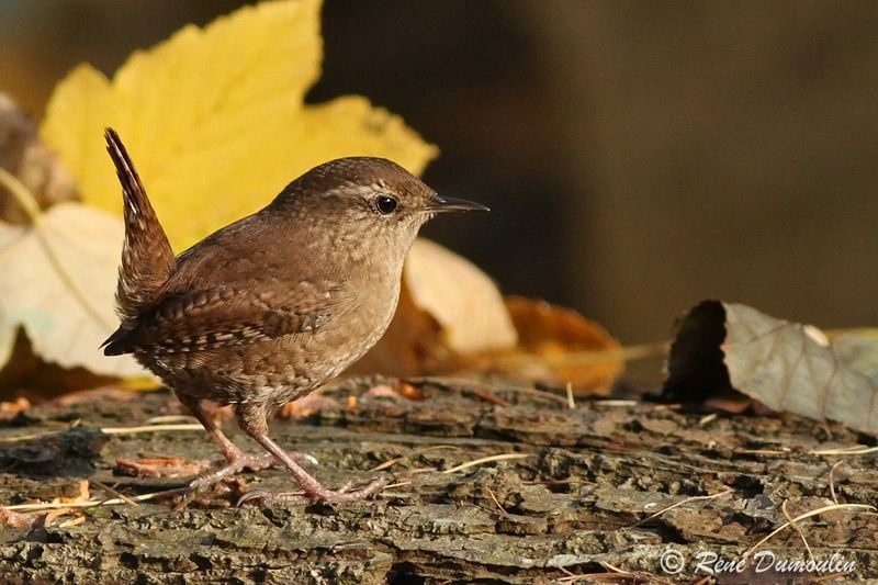 Le troglodyte mignon avec sa queue redressée  © René Dumoulin