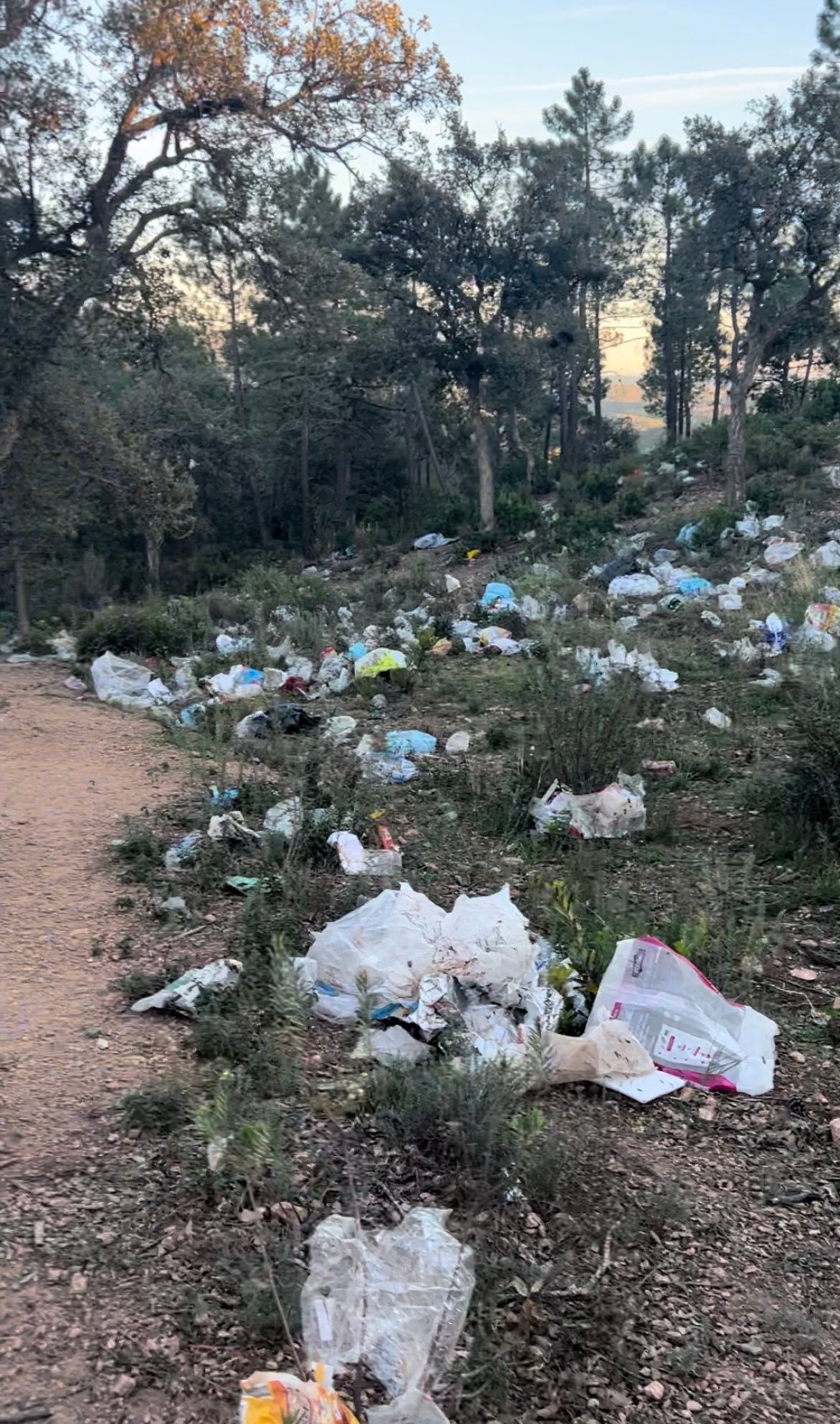 L'état de la forêt un jour de grand vent, en bordure du site d'enfouissement des Lauriers, dans le Var. (photo Hugo Clément)