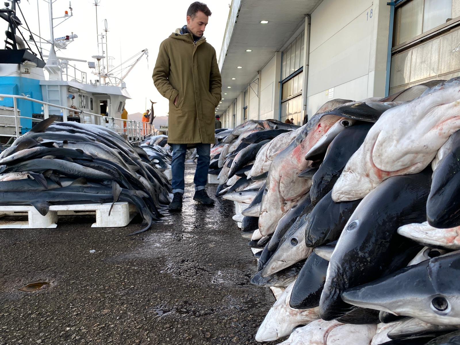 J'ai pu constater de mes propres yeux en 2020 le massacre des requins à Vigo, en Espagne, où ils sont pêchés pour leur chair et leurs ailerons. (photo Hugo Clément)