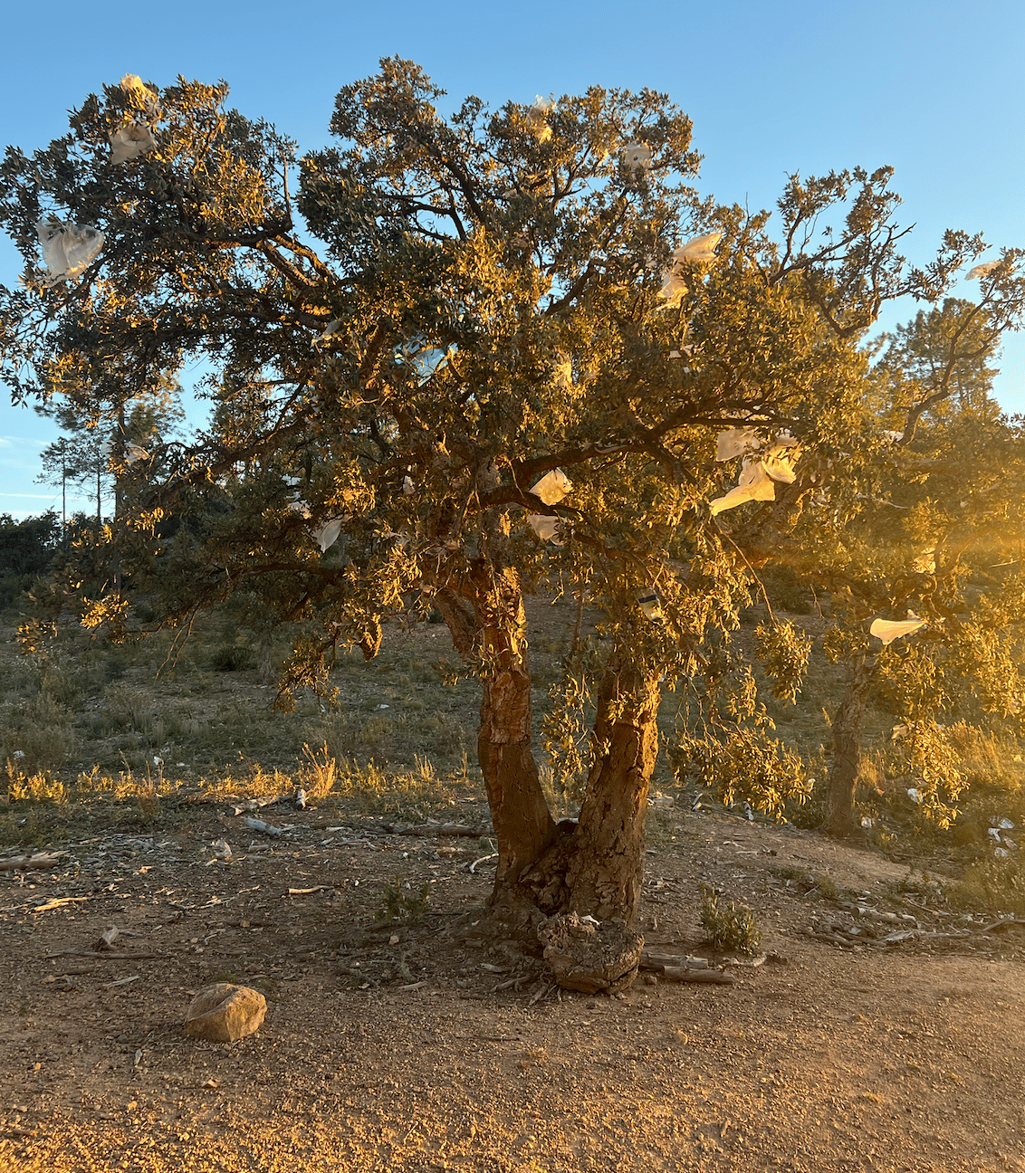 Un arbre constellé de sacs plastiques, à proximité du site d'enfouissement des Lauriers, dans le Var. (photo Hugo Clément)