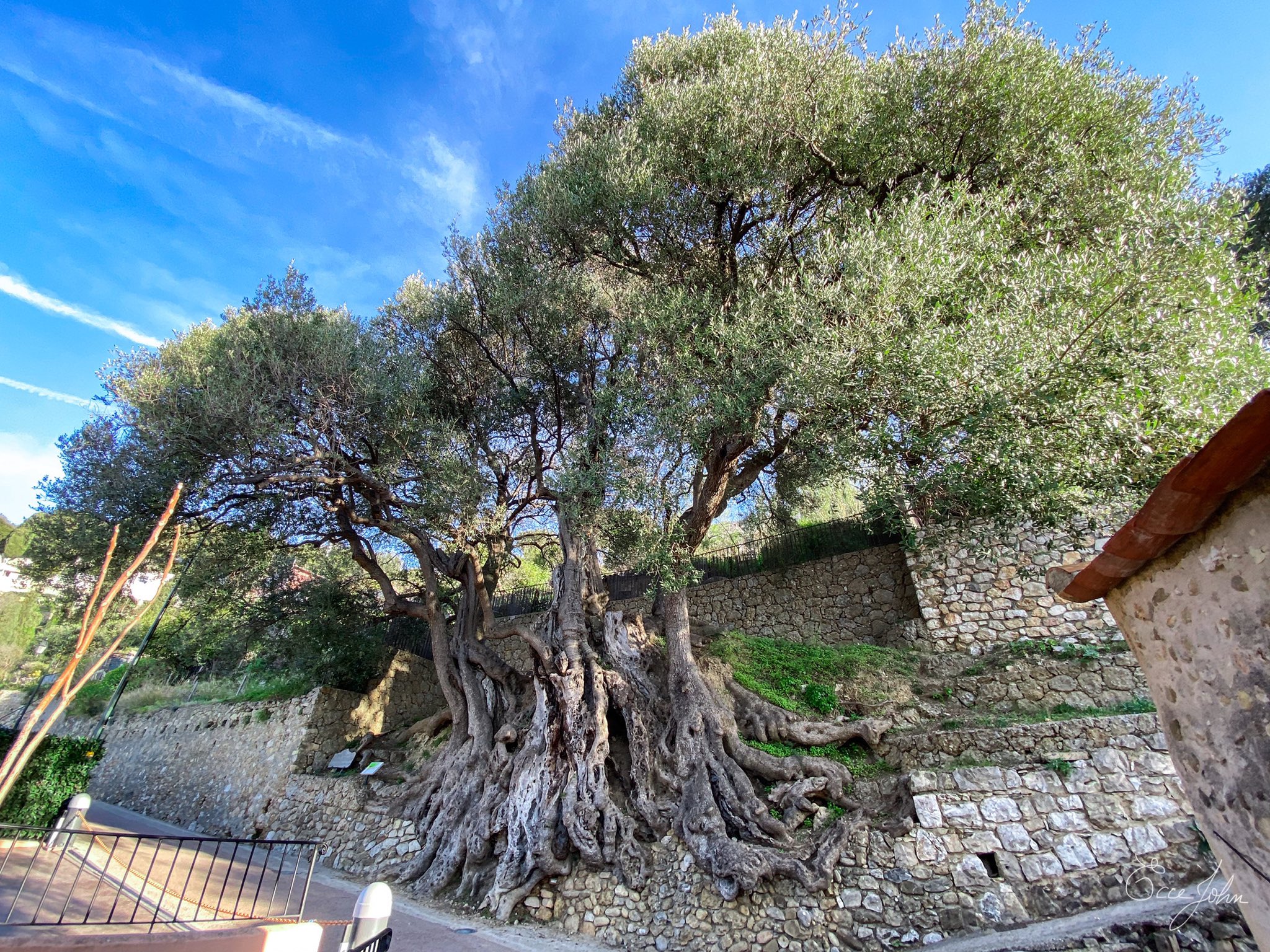 L'olivier millénaire de Roquebrune-Cap-Martin.