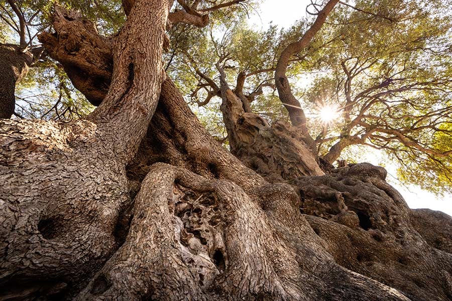 © E Juppeaux/ Terre Sauvage