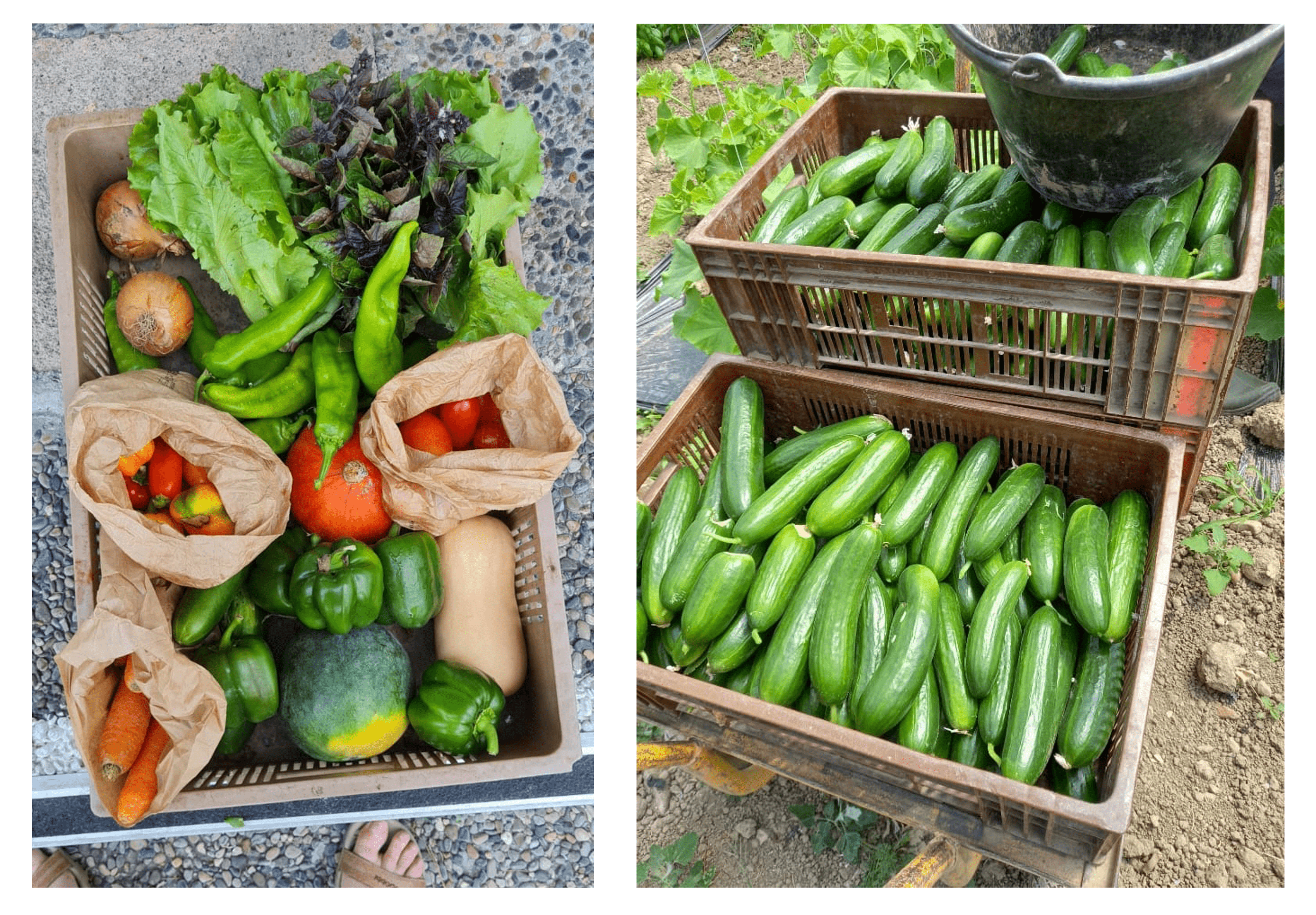 Les distributions (c) M-C. M.