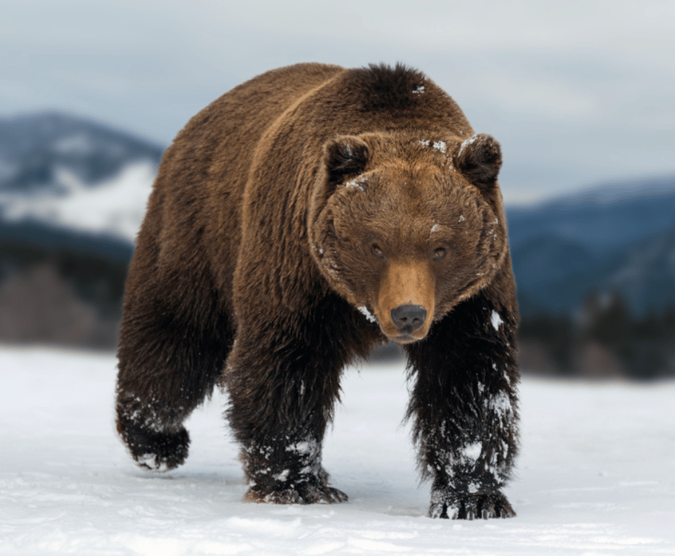 Les ours de Sibérie sont déboussolés par le changement climatique (photo Volodymir Burdiak)