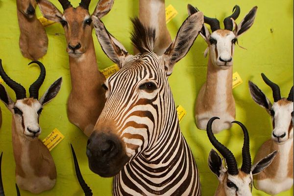 Photo Humane Society International