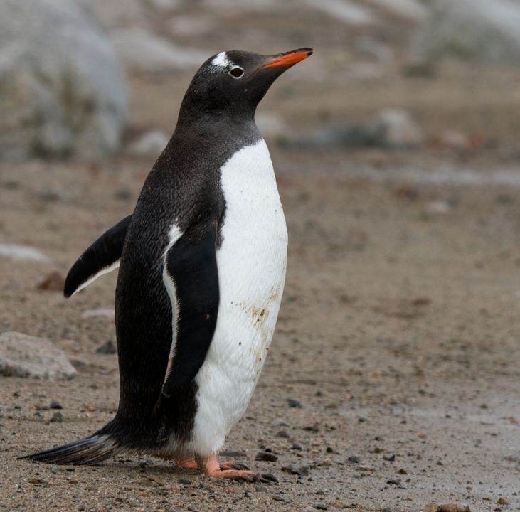 Un Manchot papou en péninsule Antarctique.