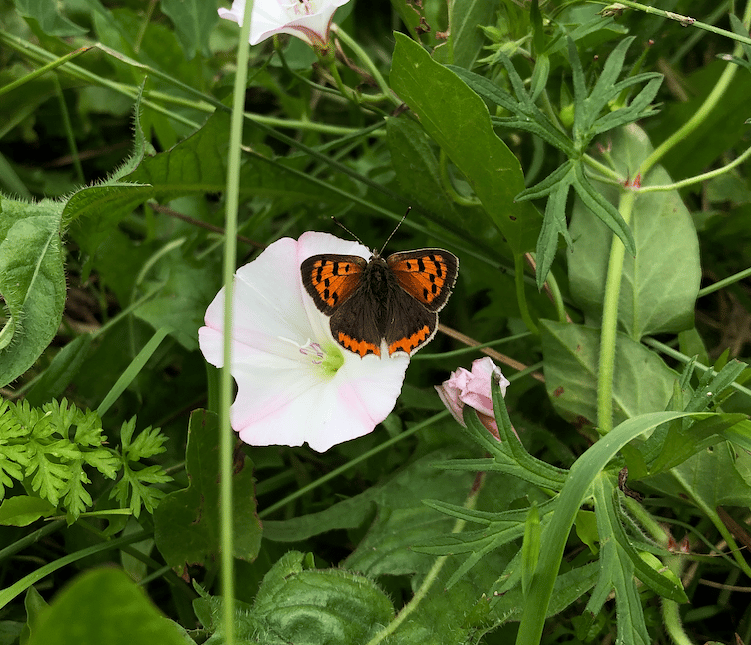 Un joli papillon qui affectionne les fleurs de liseron 