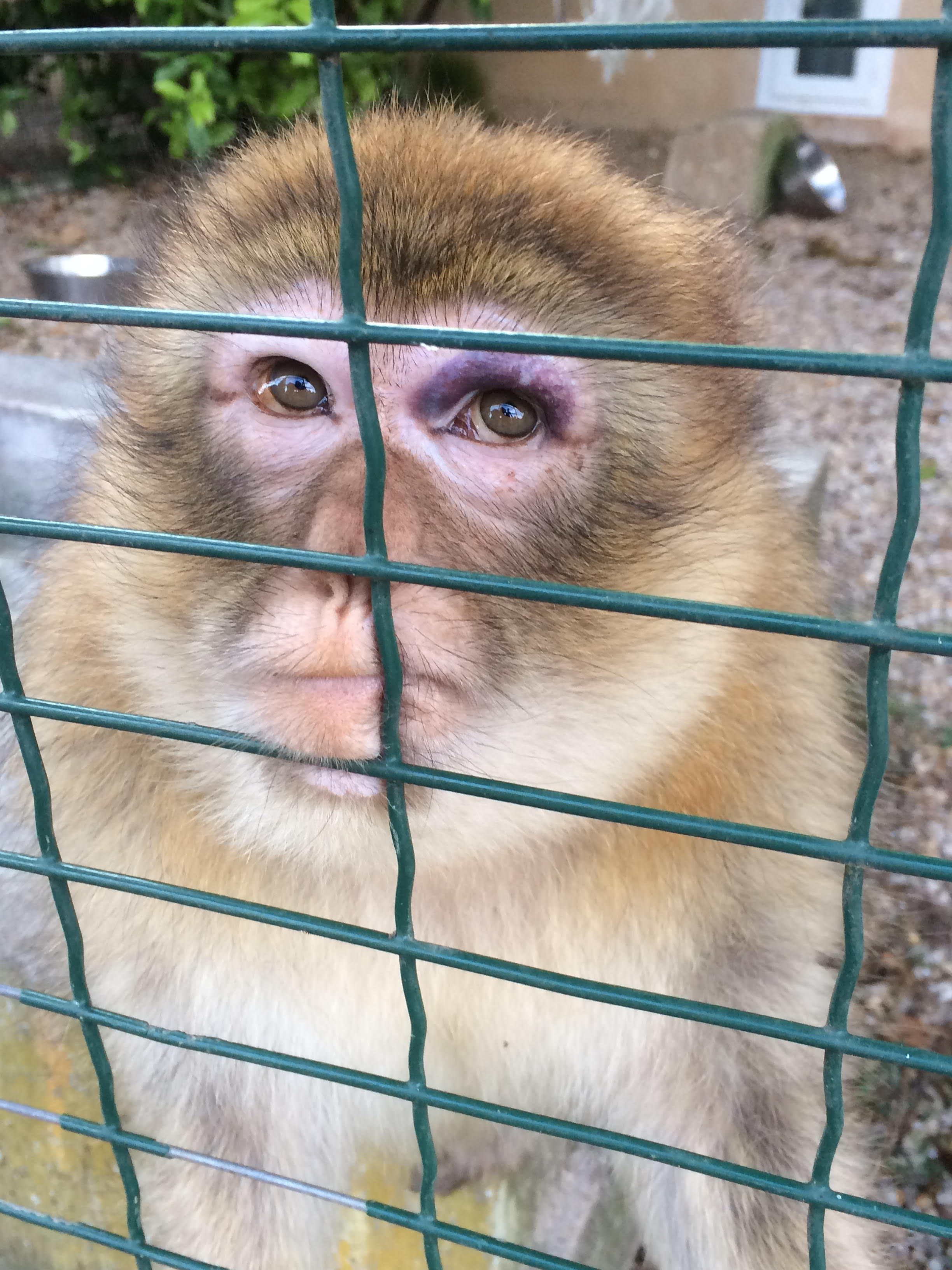 Zania, le visage tuméfié. Pierre Cadéac dira avoir "répliqué" après avoir été "attaqué" par la femelle singe.