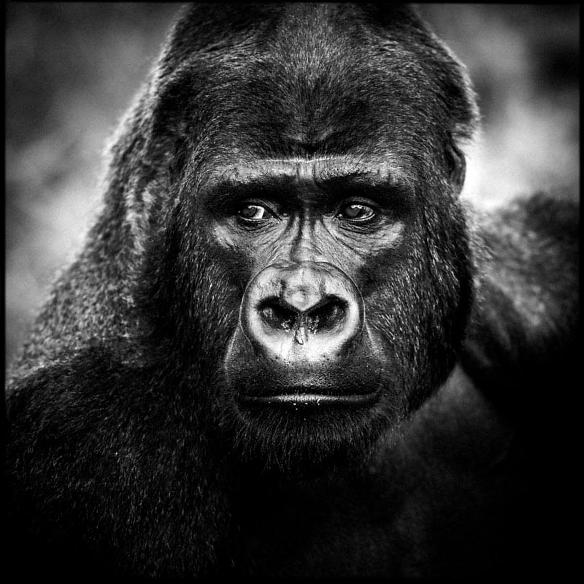 Portrait de gorille dans le parc national Virunga, Ouganda, 2018. (photo Laurent Baheux)