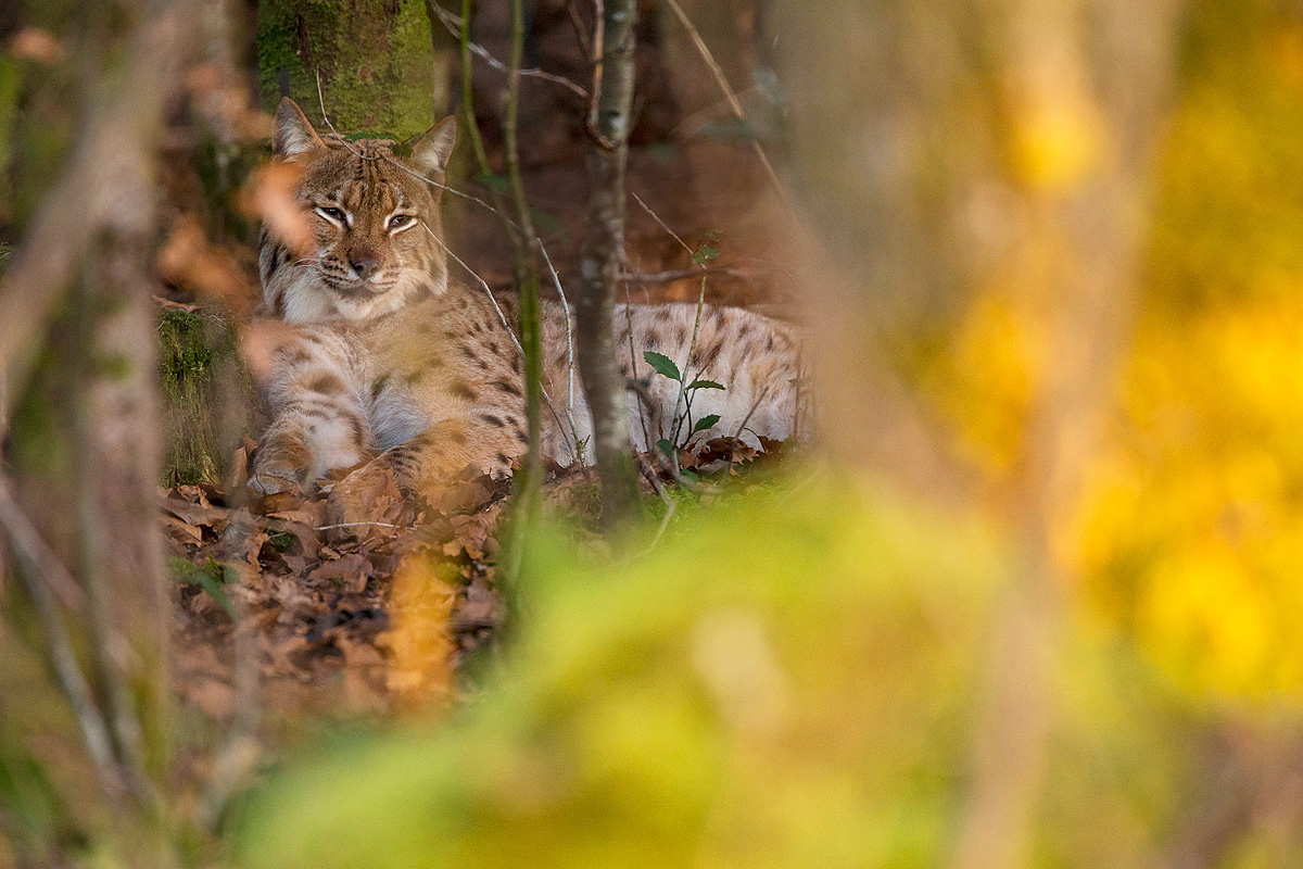 Un lynx boréal photographié dans le massif du Jura par le photographe et activiste animalier Guillaume François.