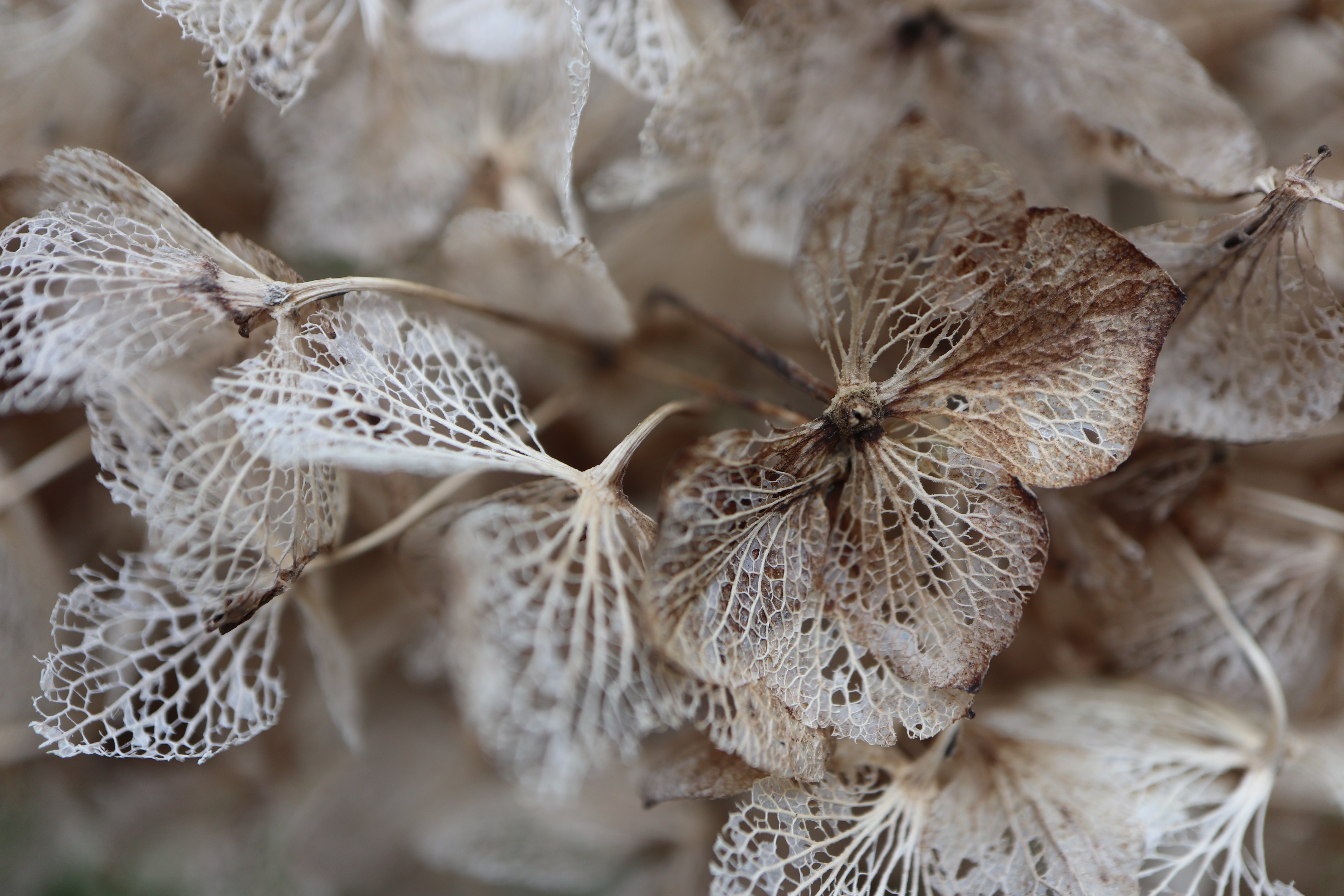 Je vous avais dit que j'avais investi dans des objectifs photo. J'ai un peu joué avec la macro.