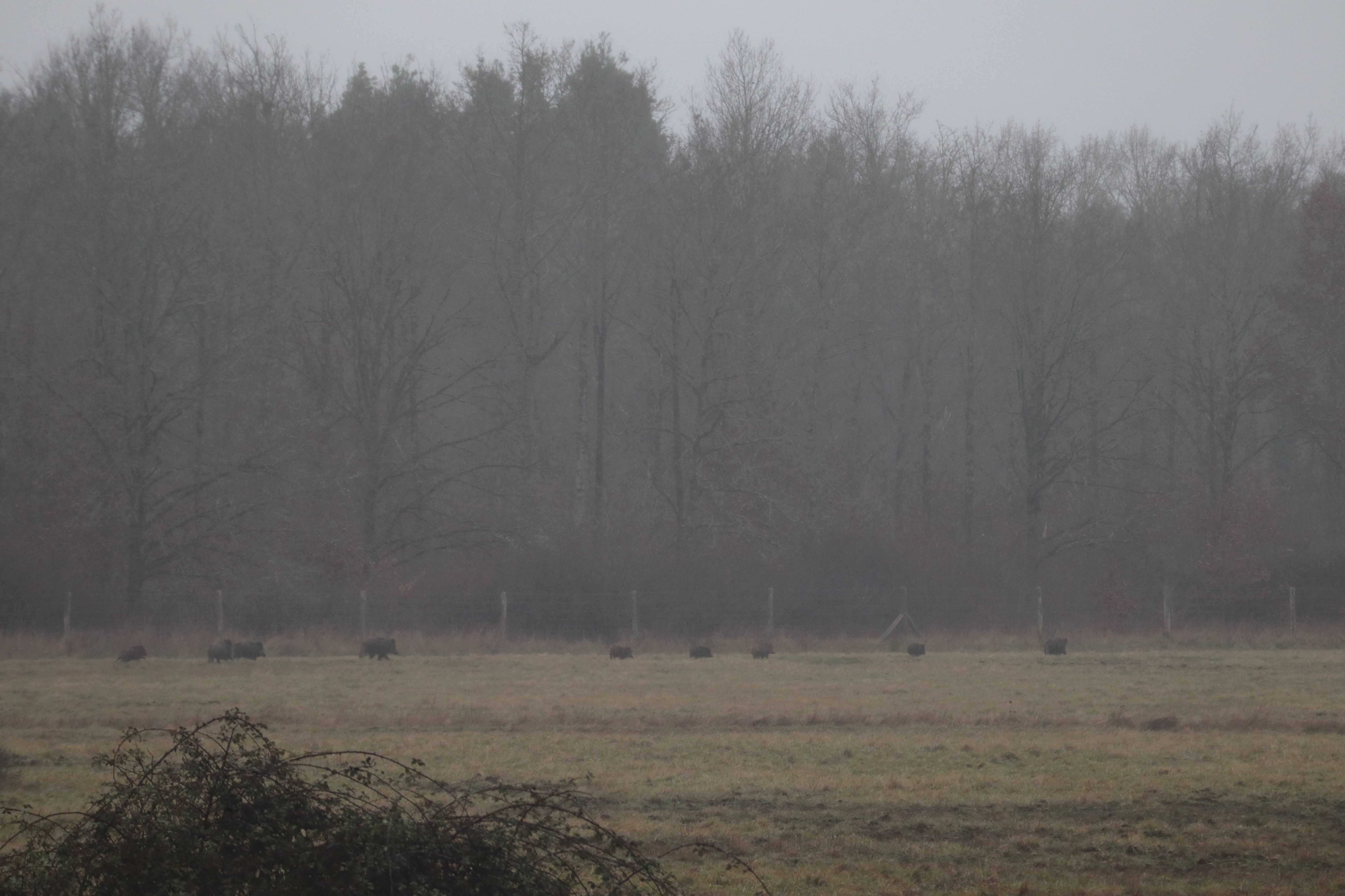 Au cours de notre balade dans le domaine, en grimpant dans une petite cabane d'observation, j'ai eu tout juste le temps de prendre en photo cette belle ribambelle de sangliers.