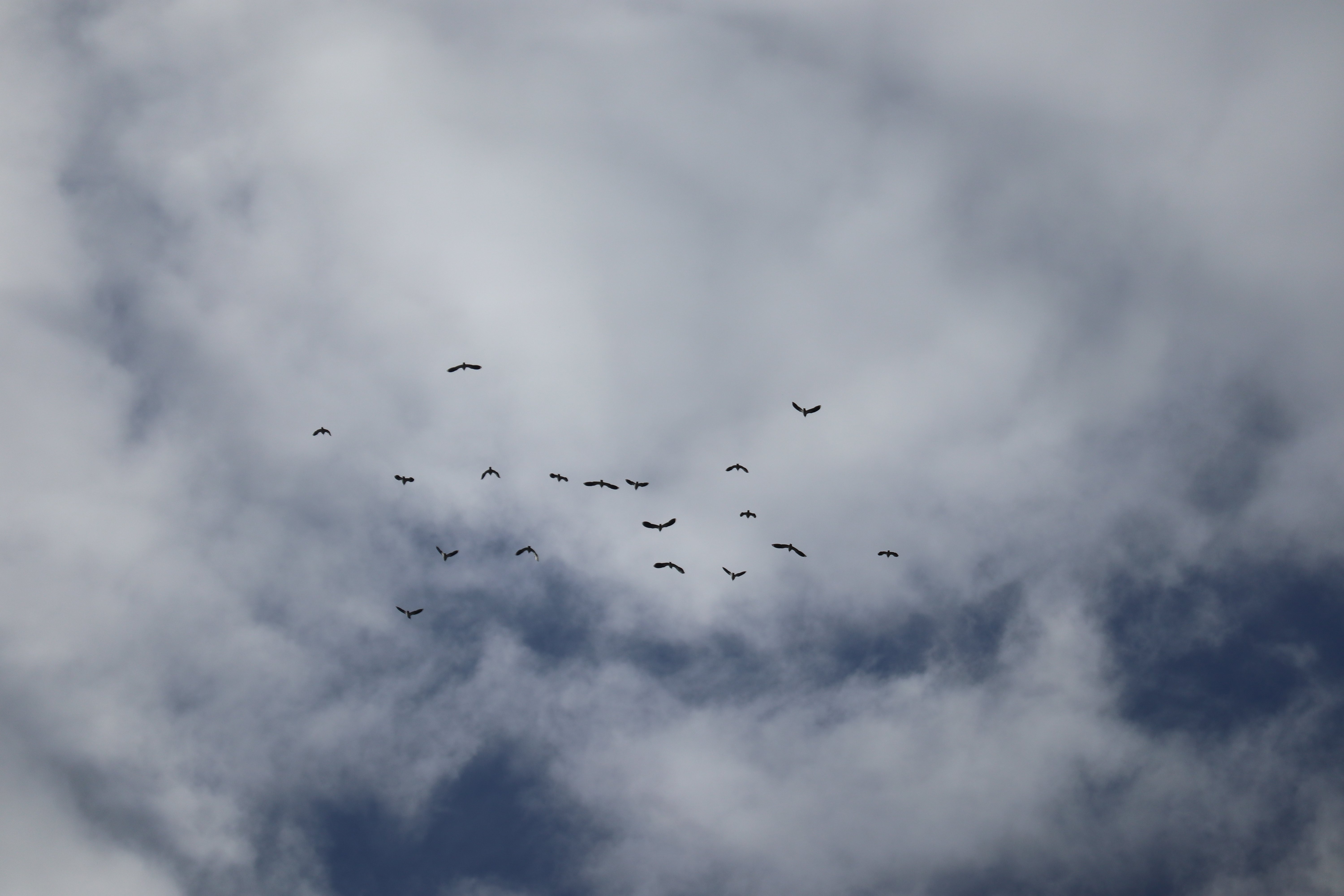 Des oiseaux au-dessus de la Loire. Une éclaircie.