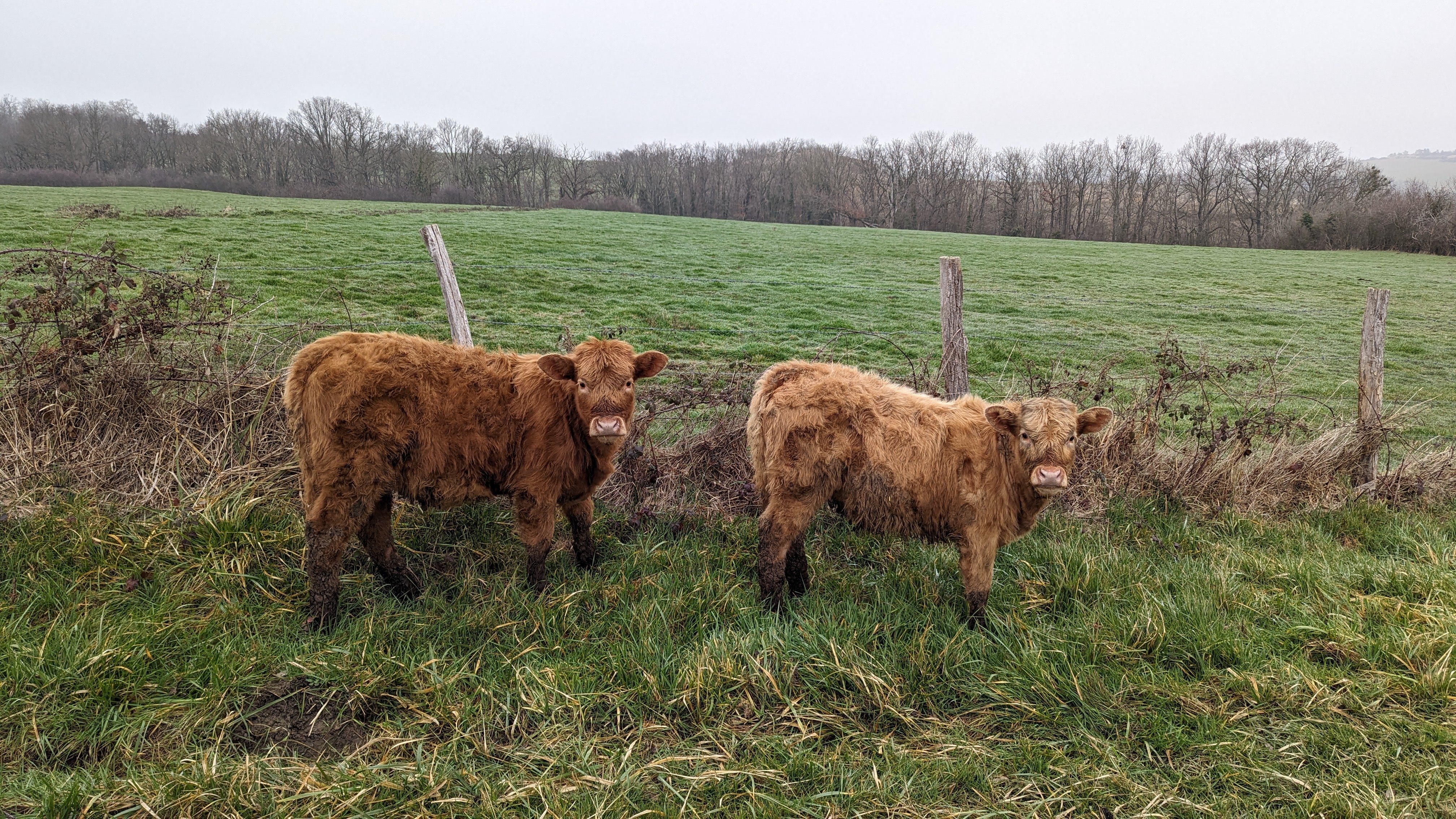 Bonjour les veaux. Ils étaient au bord de la route, de l'autre côté de la barrière où des vaches se trouvaient. Peut-être faisaient-ils du stop ?