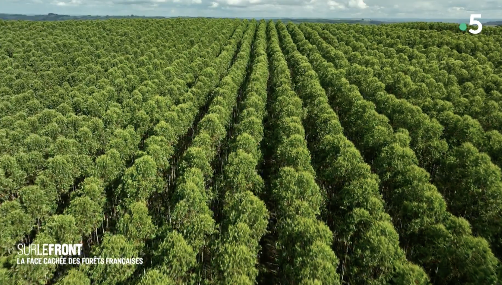 Une plantation d'arbres au Brésil, qui sont ensuite exportés, notamment en France, pour être brûlés. (image Sur le front, Winter Productions)