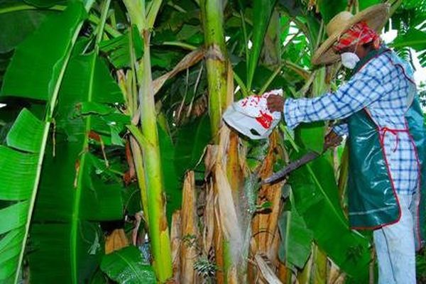 Épandu massivement dans les bananeraies pendant des décennies, le chlordécone pollue encore aujourd'hui la vie des Antillais.