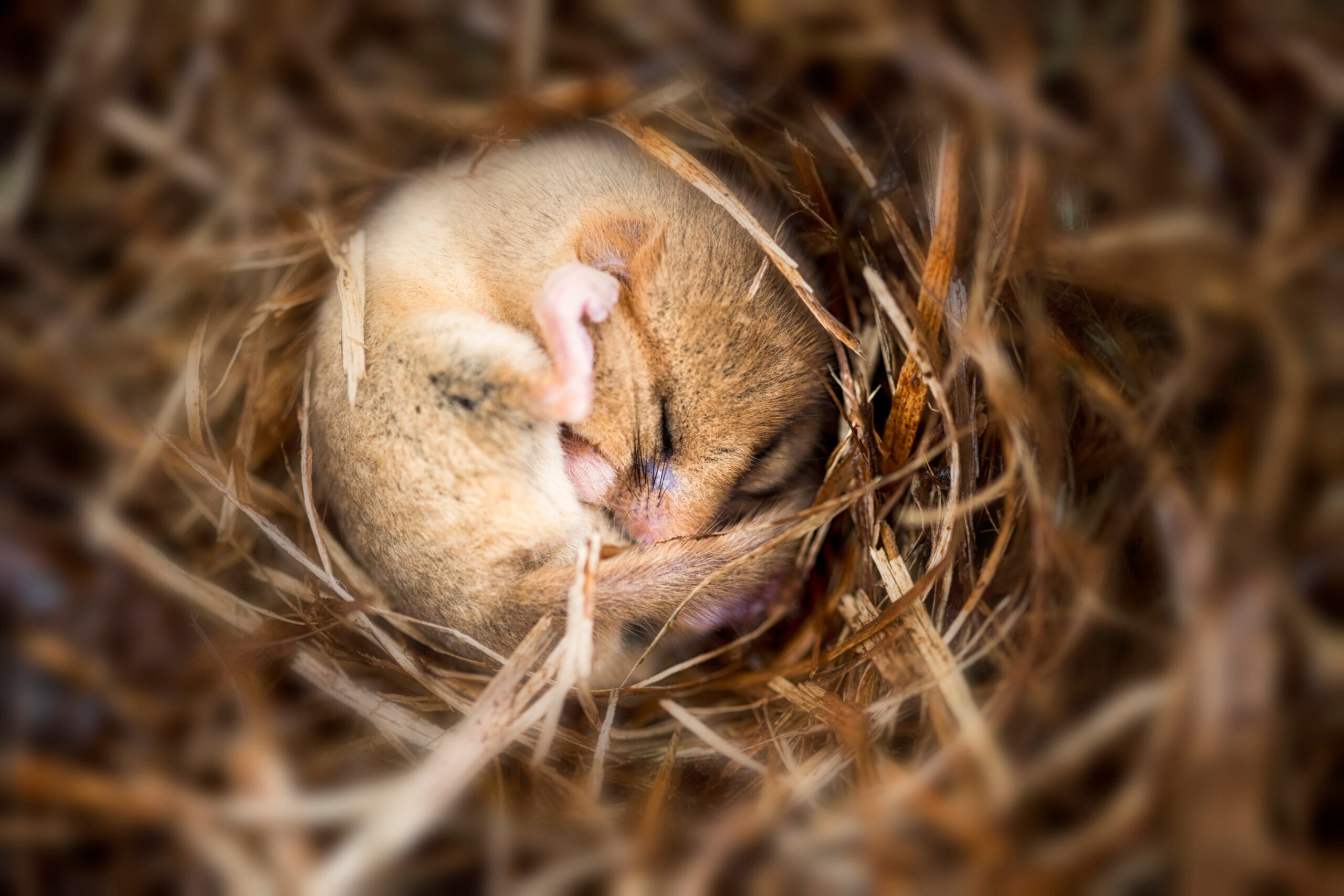 Mignon petit loir qui hiberne 