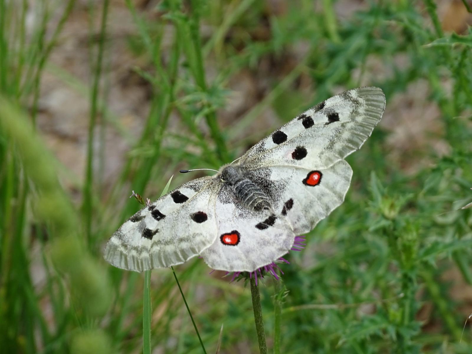 Le merveilleux papillon Apollon 