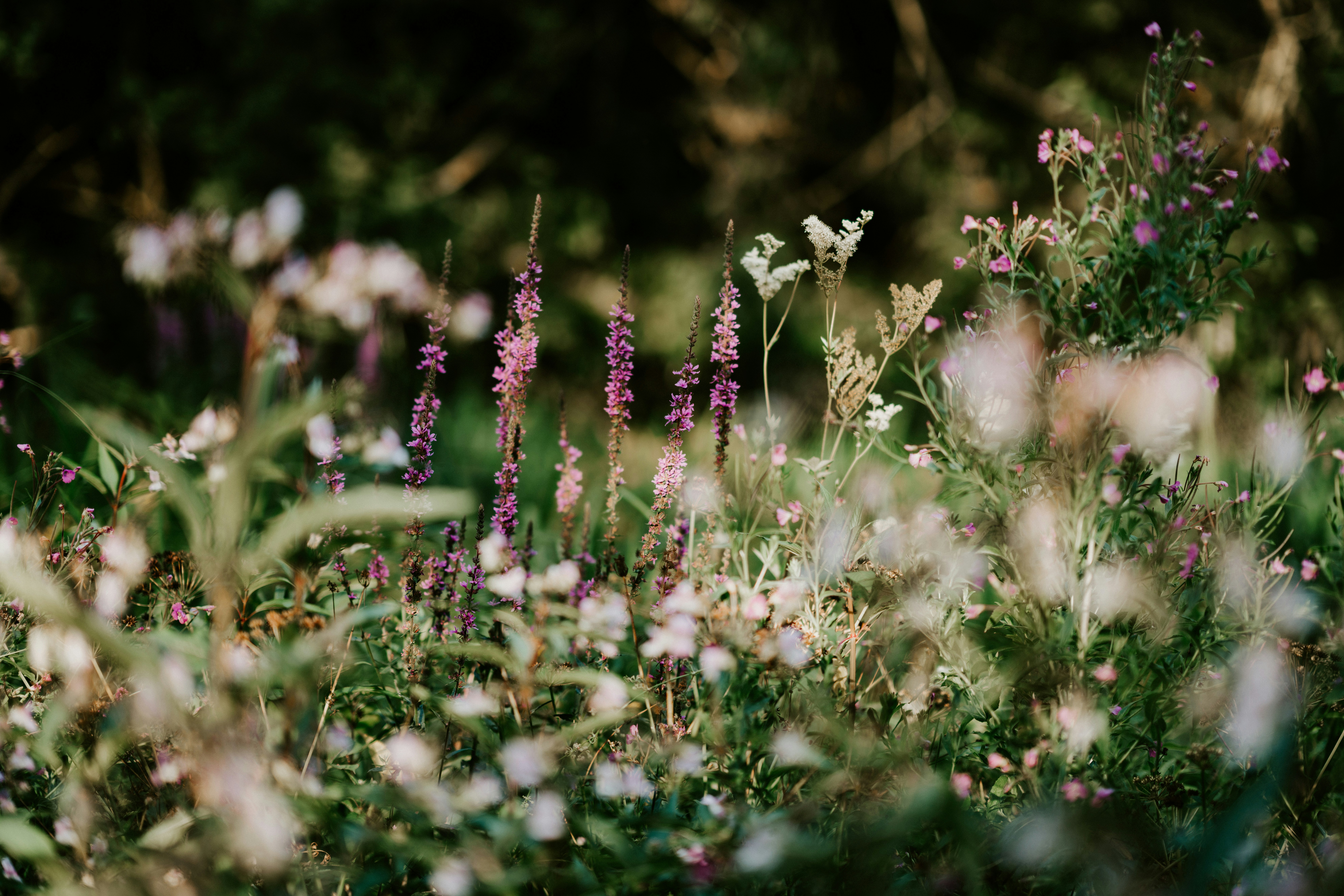 © Annie Spratt