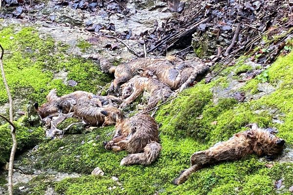 Un charnier de renards a été découvert en bord de rivière dans le Jura. (photo Jean-Baptiste Pretot)