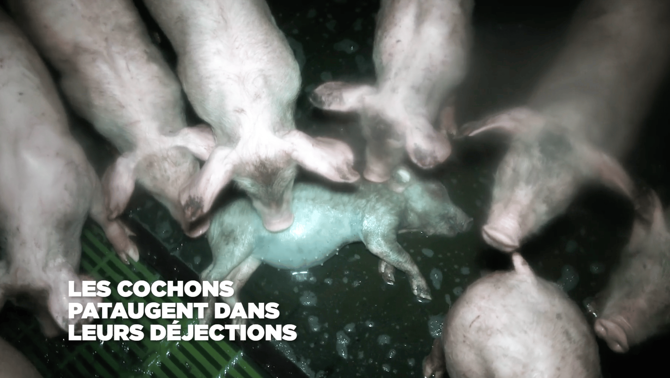 L'enfer dans un élevage intensif de cochons fournissant l'enseigne Leclerc. (image L214)