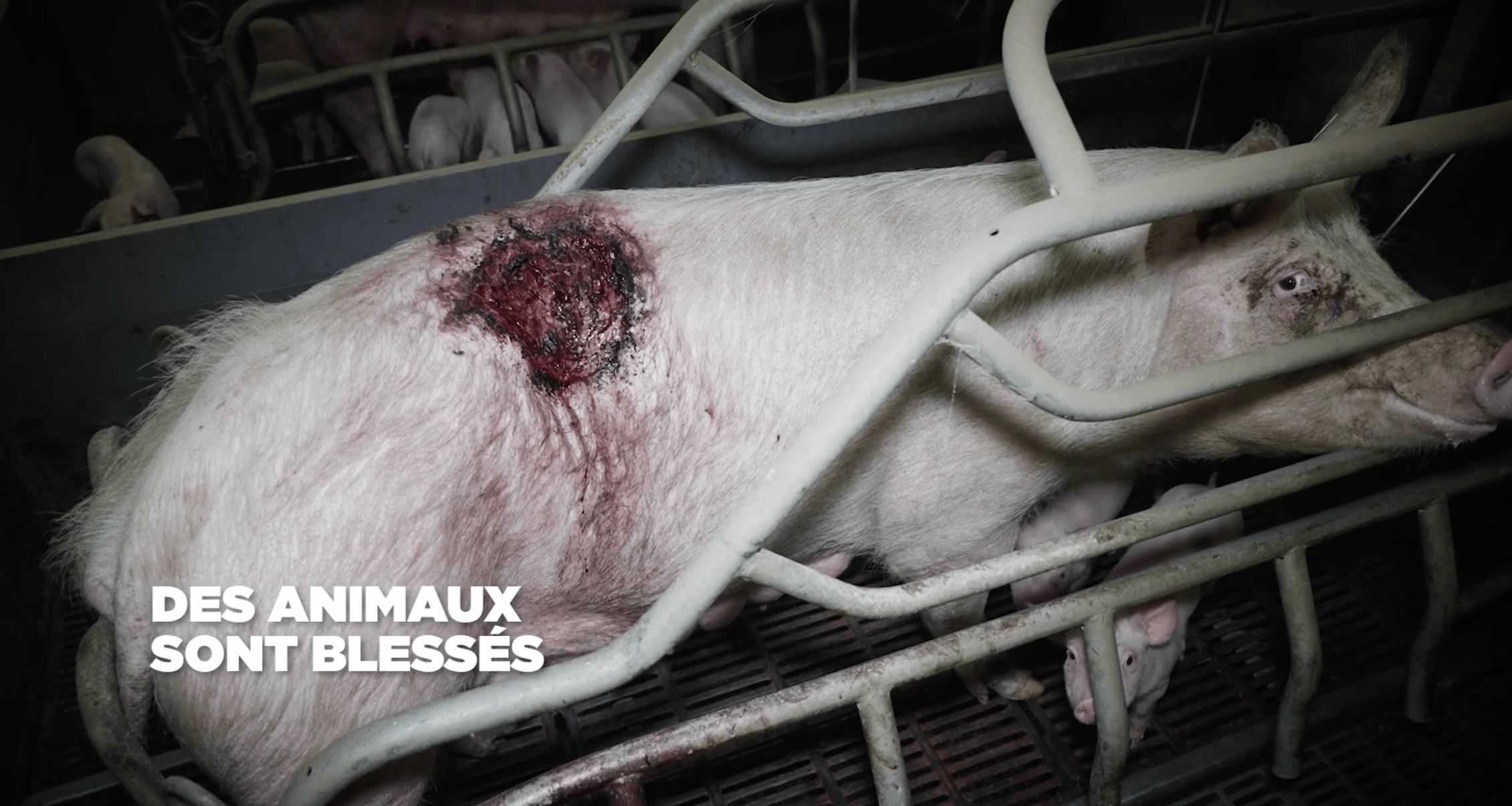 L214 vient de publier des images terribles tournées en Bretagne dans un élevage intensif de cochons, qui fournit Leclerc. (image L214)