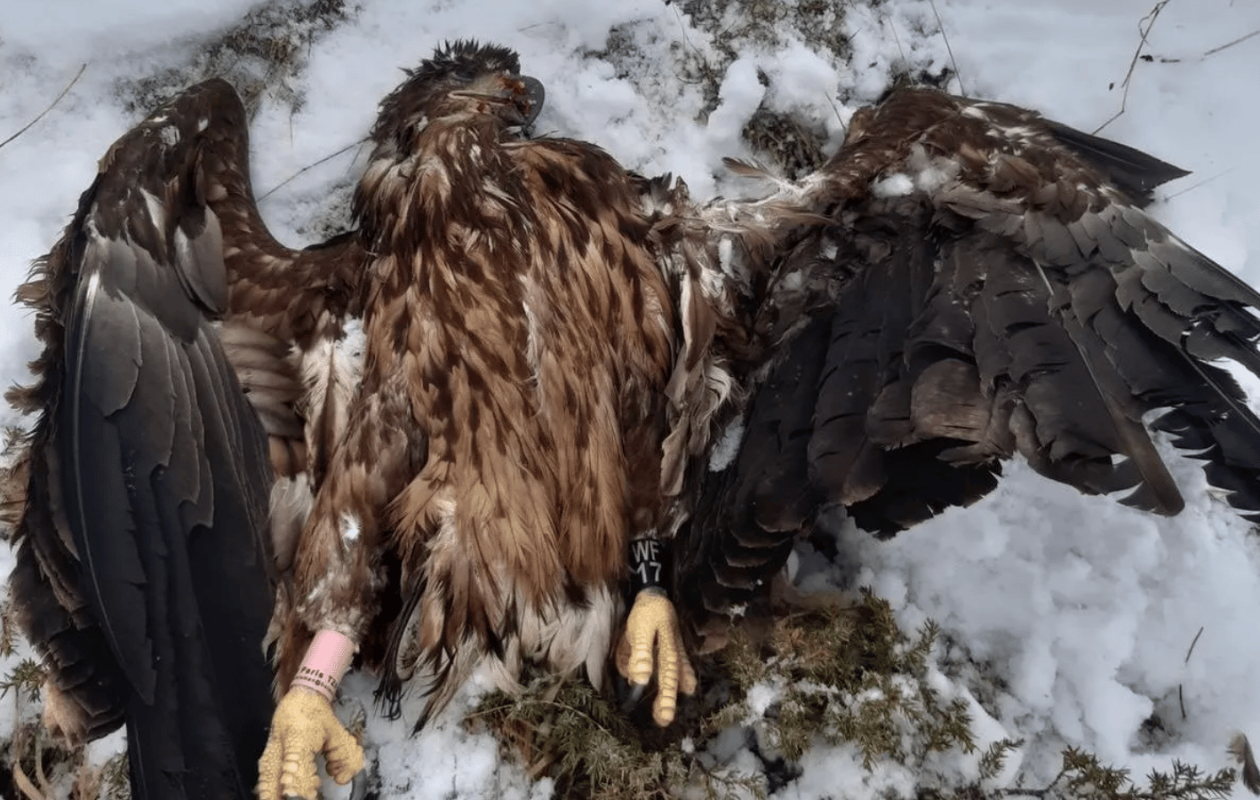 Morzine, retrouvée morte dans les montagnes iséroises. (photo Les Aigles du Léman)