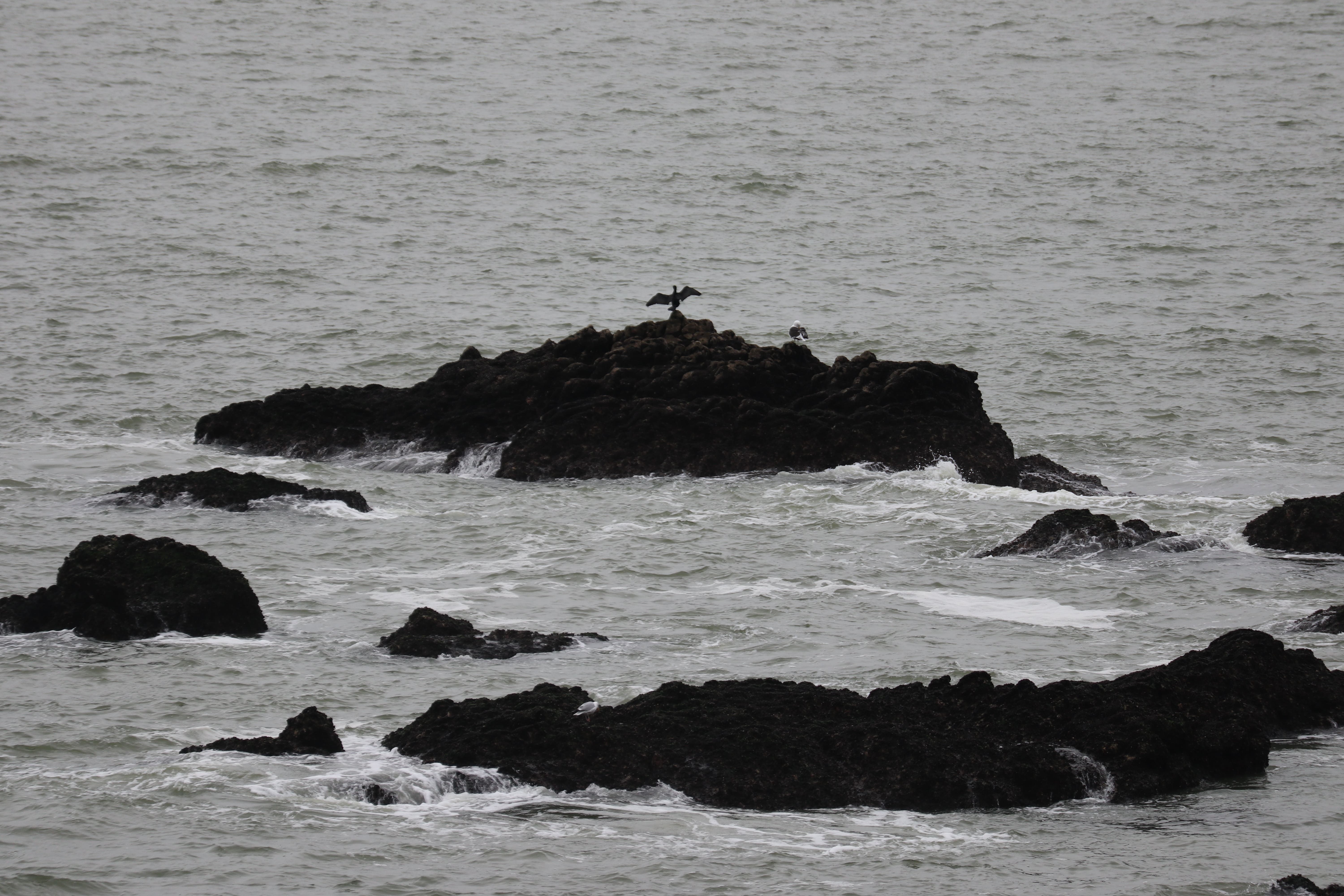 Lors d'une balade sur la côte sauvage, au loin, sur un rocher, cette "chose". J'imagine une sculpture mais Clélia me convainc qu'il s'agit d'un oiseau (plus flagrant en photo qu'à l'oeil nu, promis). Il s'agit d'un grand Cormoran. A priori, s'il se tient comme ça, c'est pour aider sa digestion. Une autre théorie voudrait que ce soit pour sécher ses ailes. Moi je dis que c'est parce qu'il veut un câlin.