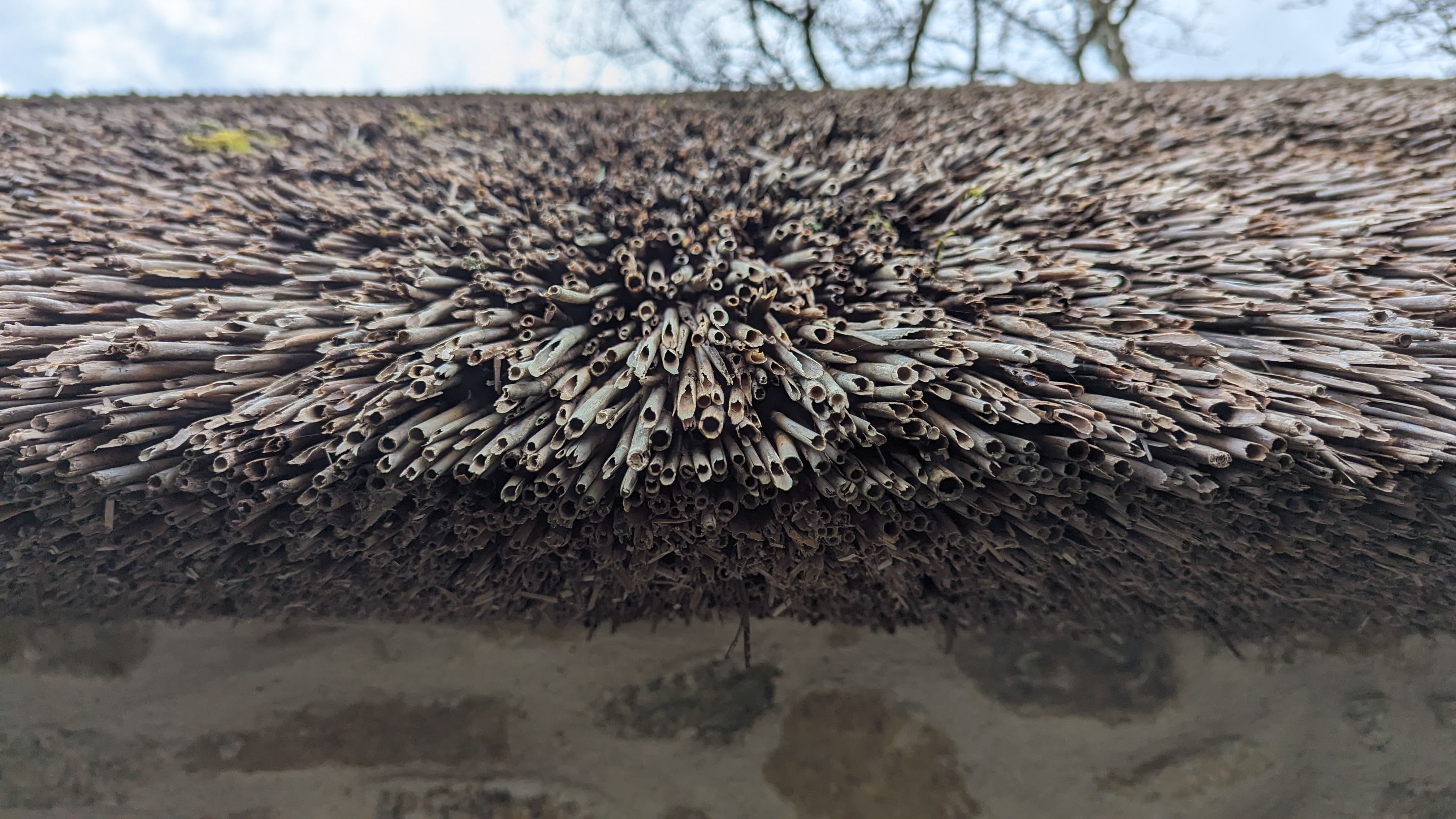 Zoom sur un toit de chaume. On voit bien toutes les tiges de roseaux qui le composent. Ca demande de l'entretien et doit être remplacé tous les 25 ans environ.