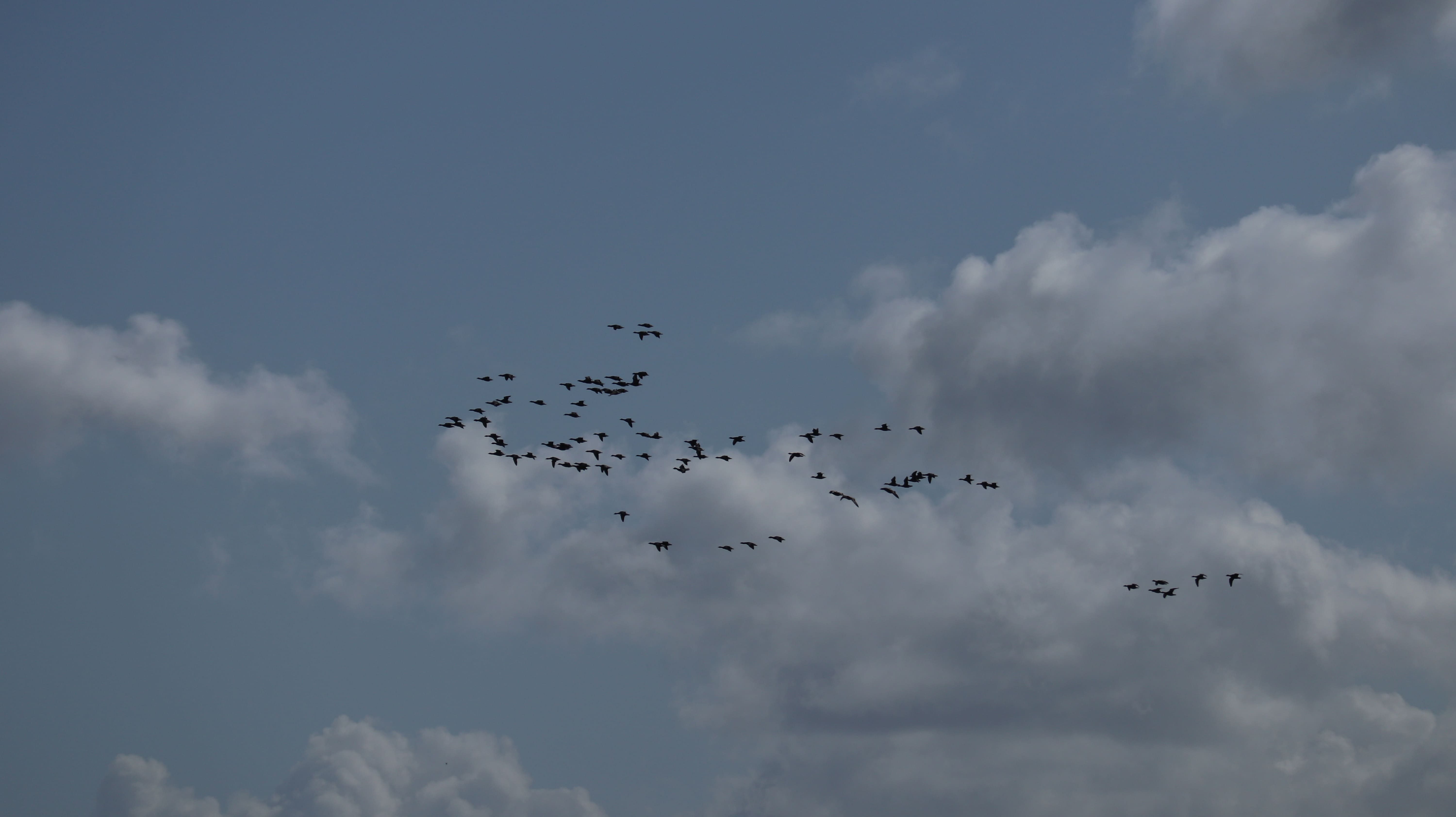 De nombreux oiseaux accompagnent notre chemin, certains reviennent de leur migration (un peu tôt, comme certaines fleurs d'ailleurs...)