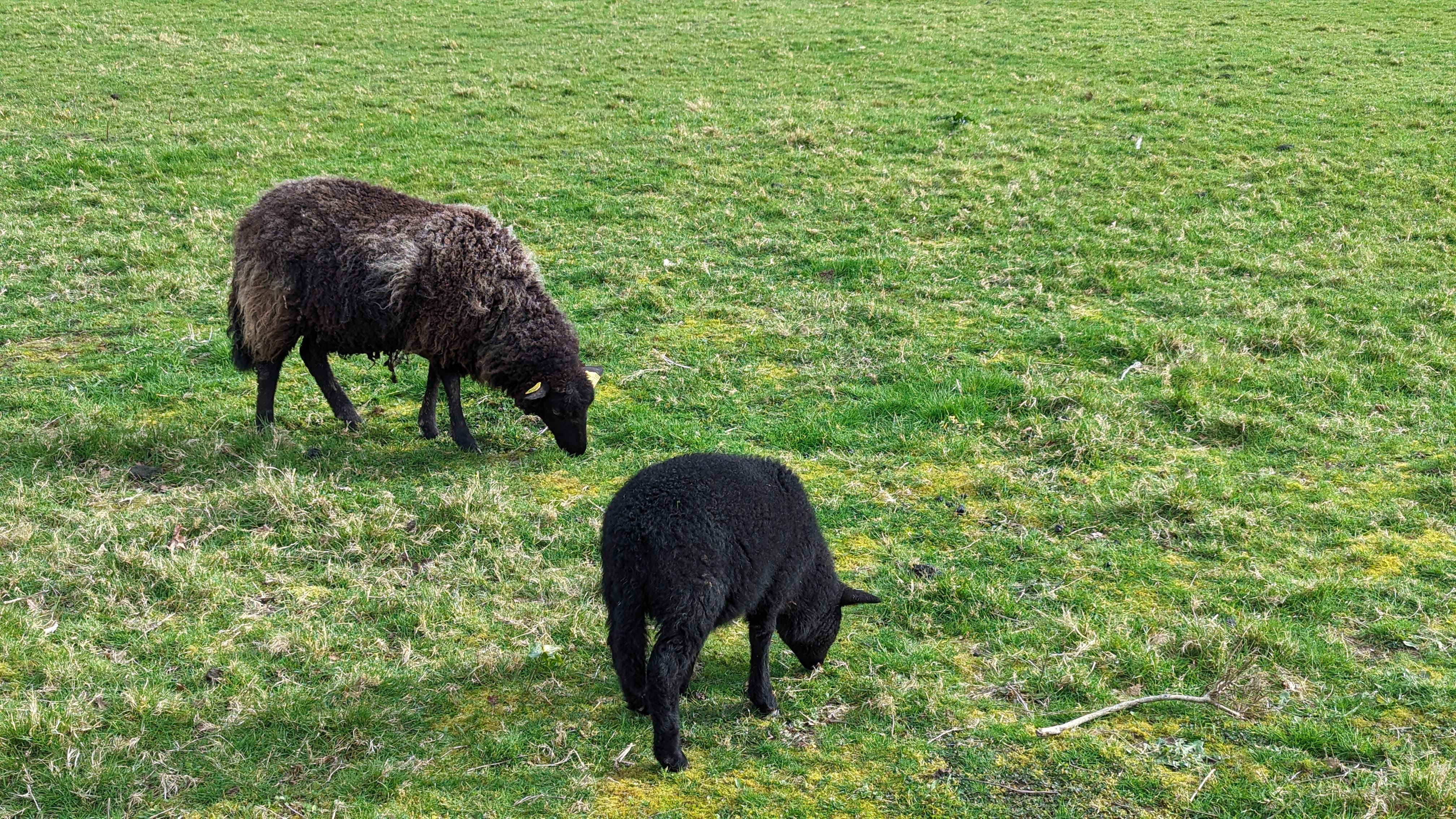 Une pelouse bien entretenue par des moutons qui se régalent.