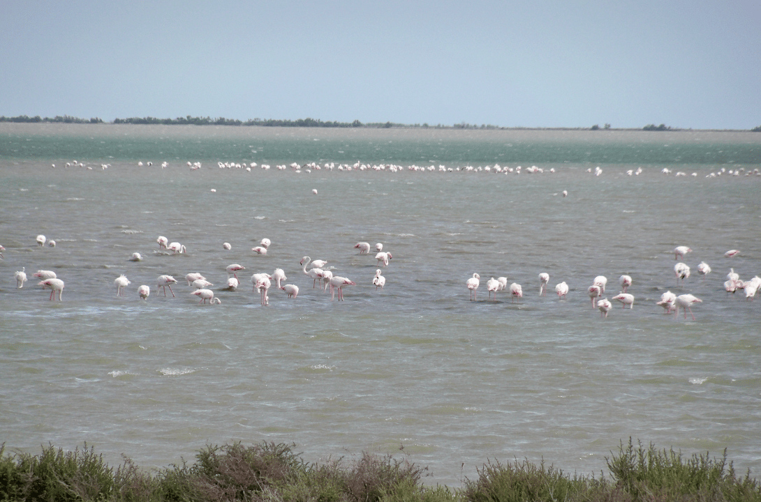 Des flamands roses sur l'étang du Vaccarès. 